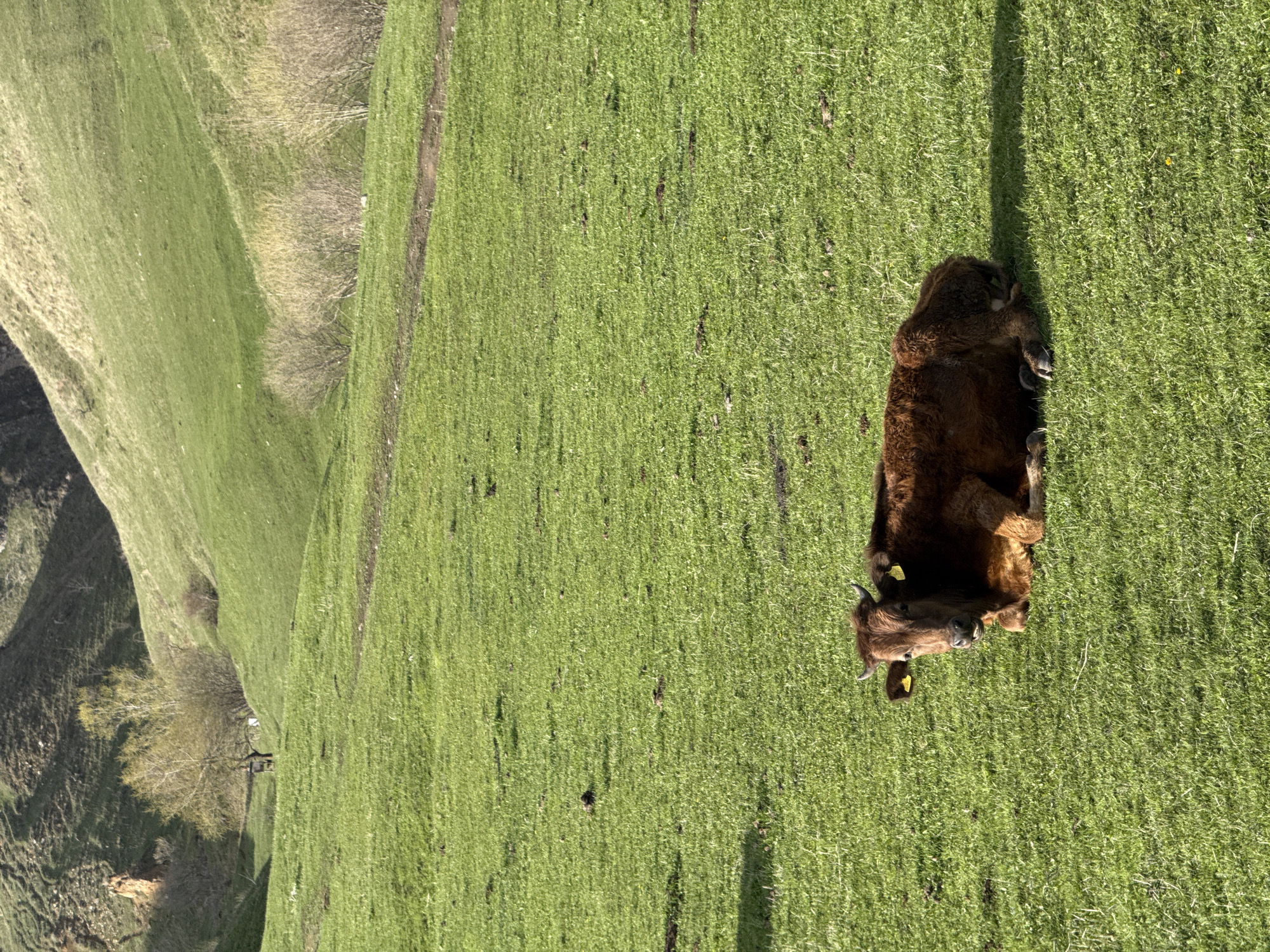 A brown calf lies on its side in a grassy field. The field slopes upward to the left, where the ground is less grassy and more rocky. The calf has yellow tags on its ears. A long, dark shadow stretches across the grass to the upper right of the calf. The location is Margahovit, Armenia.