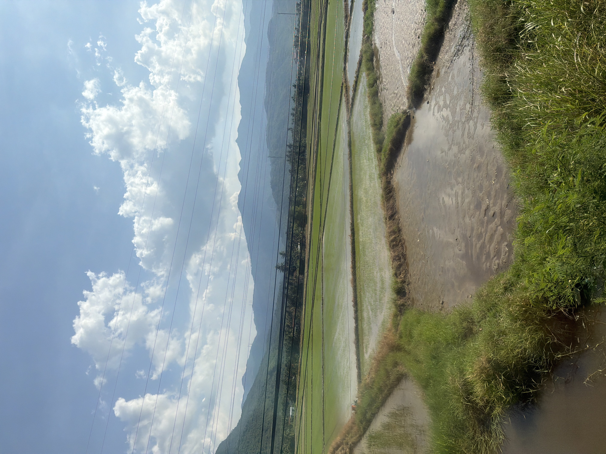 This image captures a vibrant agricultural landscape in Ninh Ích, Vietnam, on a clear day. The foreground is dominated by lush green grass and reeds growing along the edges of several flooded rice paddies. These paddies, a characteristic feature of the Vietnamese countryside, are filled with water, reflecting the bright blue sky and fluffy white clouds above. In the mid-ground, neatly organized rows of young rice plants create a patchwork of vibrant green across the expansive fields. Beyond the fields, a dense line of palm trees and other foliage separates the cultivated land from a range of majestic, mist-shrouded mountains in the background. Power lines crisscross the sky, a subtle reminder of the modern world intersecting with this idyllic rural scene. The overall impression is one of natural beauty and agricultural productivity.