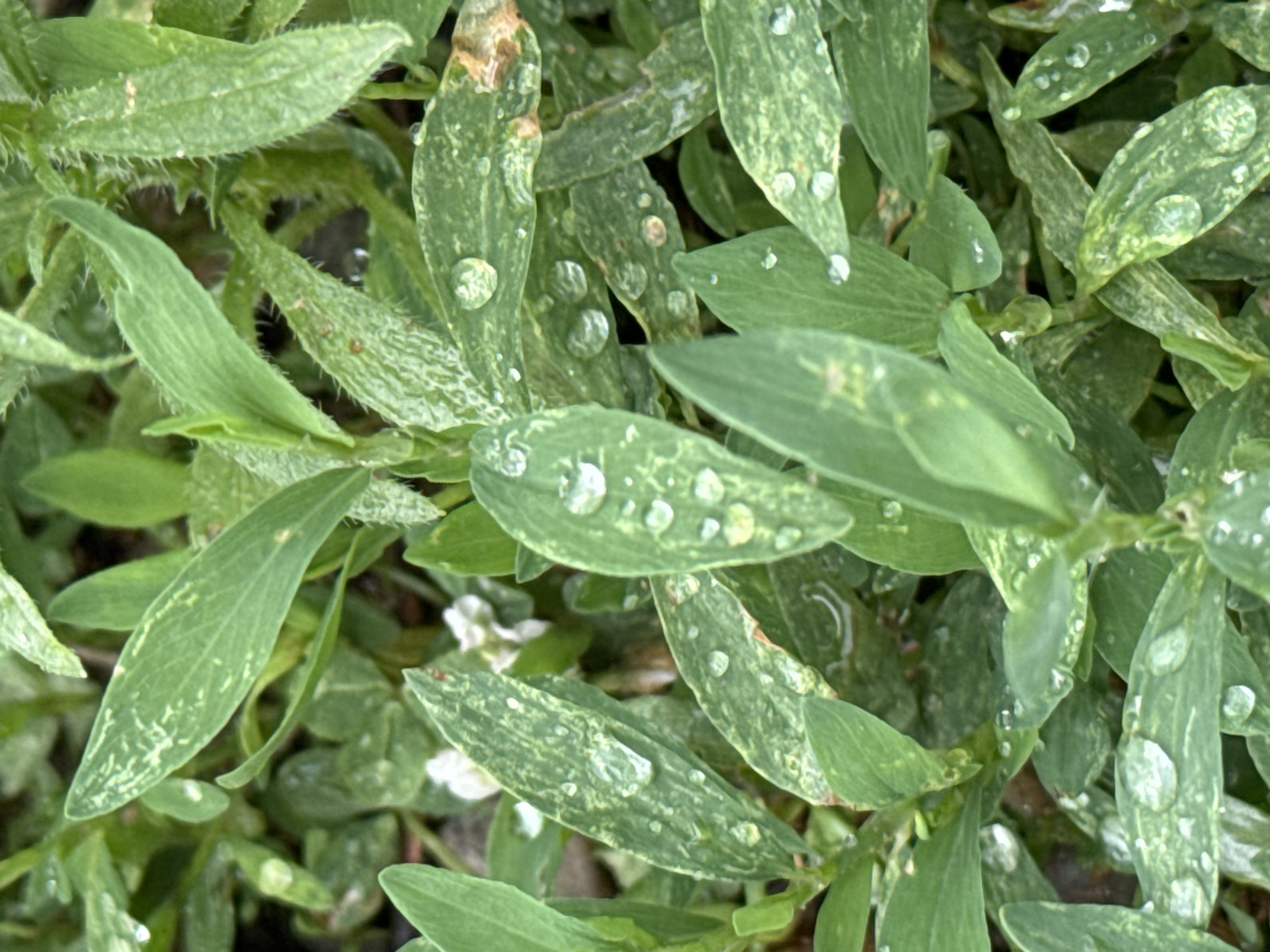 This is a close-up, top-down shot of green foliage, likely a ground cover plant. The leaves are elongated and somewhat narrow, with a textured surface and visible veins. Many of the leaves are adorned with clear water droplets, suggesting recent rain or dew. Some leaves exhibit a lighter, mottled pattern, possibly indicating variation in color or damage. The background is a blur of darker greens and browns, hinting at soil or other surrounding vegetation. The lighting appears natural and diffused, typical of an overcast day or shaded area. There are also a few tiny, white flower buds interspersed among the leaves, adding a delicate contrast to the predominantly green scene. No people, text, or specific landmarks are visible. The presence of dew or raindrops suggests a natural, outdoor environment, possibly a garden or wild area. The general impression is one of fresh, damp greenery.