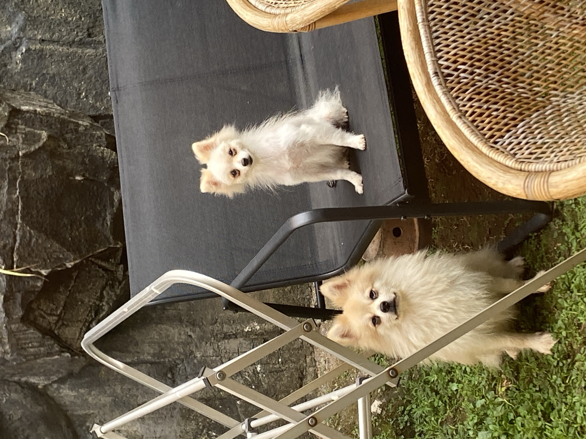 Two fluffy Pomeranian dogs are in a yard with a stone wall in the background. A metal drying rack is on the left. A dark-colored outdoor bench is in the center. One dog is sitting on the bench, and the other is on the grass in front of the bench. A wicker chair is in the foreground on the right. The location is Dukuh, Indonesia.