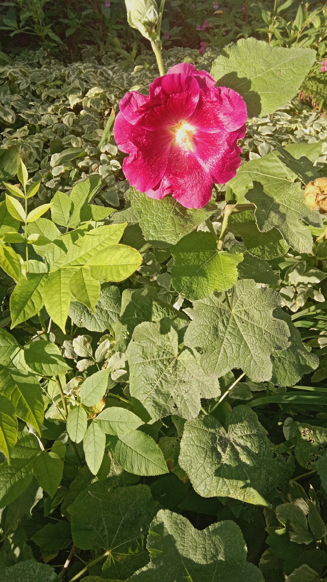 A close-up shot captures a vibrant fuchsia hollyhock flower in full bloom, its delicate petals slightly ruffled and dusted with water droplets. The flower is set against a backdrop of lush green foliage, with large, textured leaves characteristic of hollyhocks dominating the lower half of the frame. To the left and behind the main flower, smaller, lighter green leaves are visible. The background is a blur of greenery, with hints of other plants and possibly a building's facade or a wall, suggesting an outdoor setting in a garden. The lighting indicates a sunny day, casting soft shadows that add depth to the scene. The image is likely taken in an urban environment, possibly a park or a residential garden in Petropavl, Kazakhstan, given the context provided. No people or animals are present in the image.