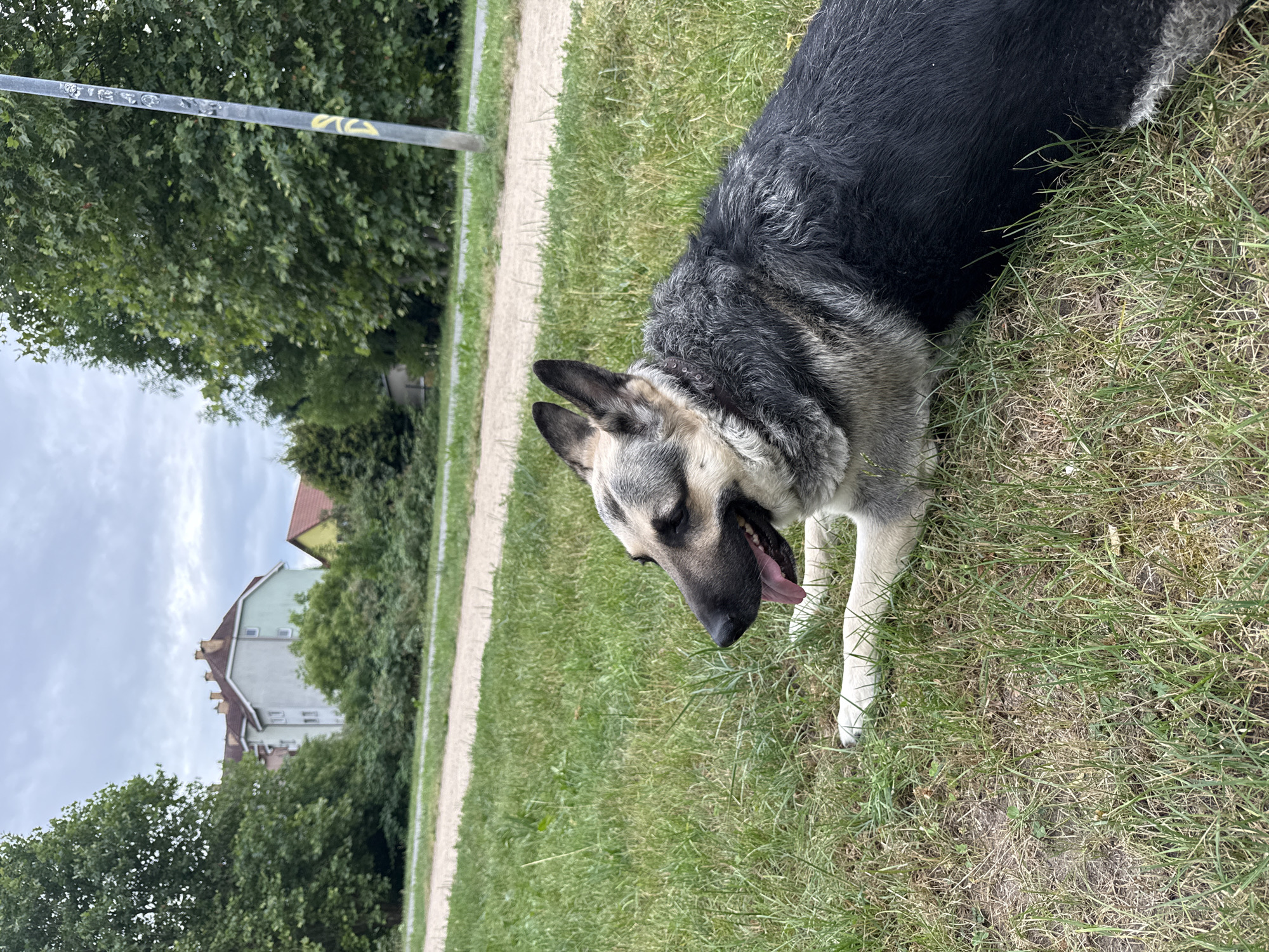 A German Shepherd dog is lying on a patch of grass in an urban park. The dog is facing left, with its tongue out and ears perked up. In the background, there is a paved path, trees, and apartment buildings. The sky is overcast. The scene is located on the grounds of the Municipal Stadium in Szczecin, Poland.
