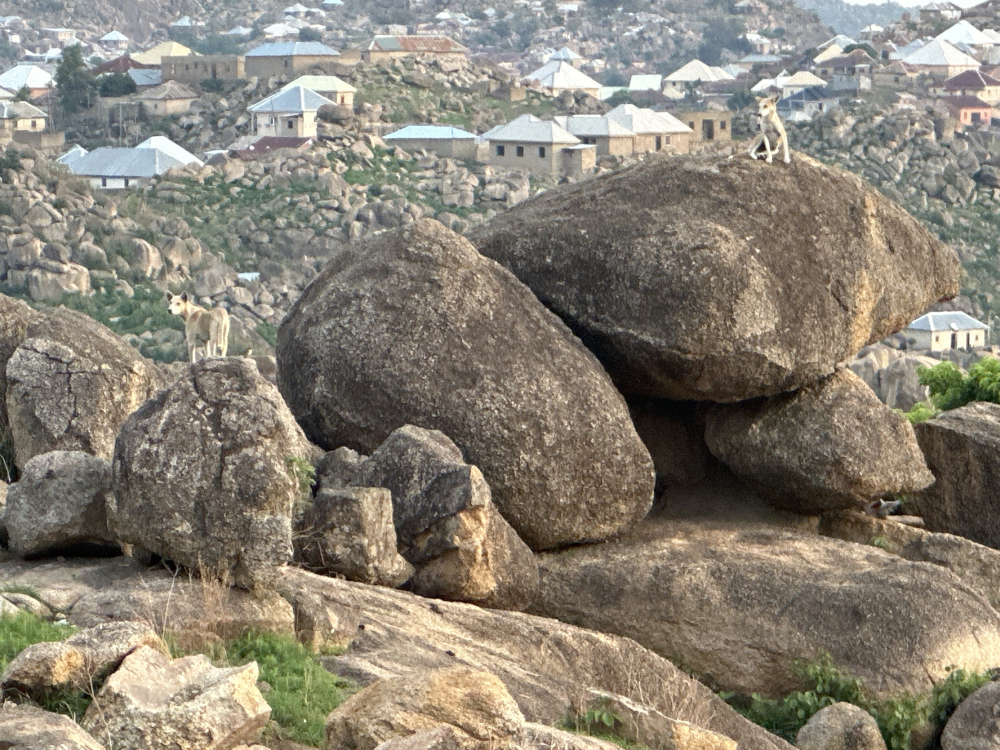 The image shows a rocky landscape with two light-colored dogs, possibly Africanis or similar breeds, standing on large boulders. One dog is sitting atop the highest boulder to the right, while the other is standing on a boulder to the left. In the background, there's a residential area with houses and buildings scattered across a hillside. This is likely a rocky outcrop area in Jos, Nigeria. The foreground is dominated by the rugged terrain of various sized rocks. The sky is overcast, creating soft lighting across the scene. There are buildings and roofs that seem to be inhabited.
