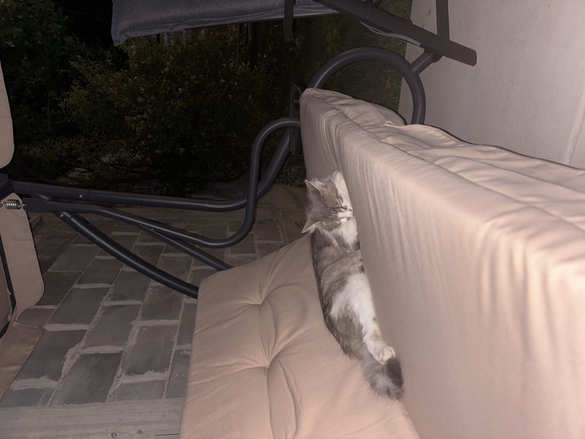 A long-haired cat with gray and white fur sleeps on a beige upholstered swing seat. The swing is outdoors, next to a gray brick wall and a dark green bush. The scene is dimly lit by artificial light.