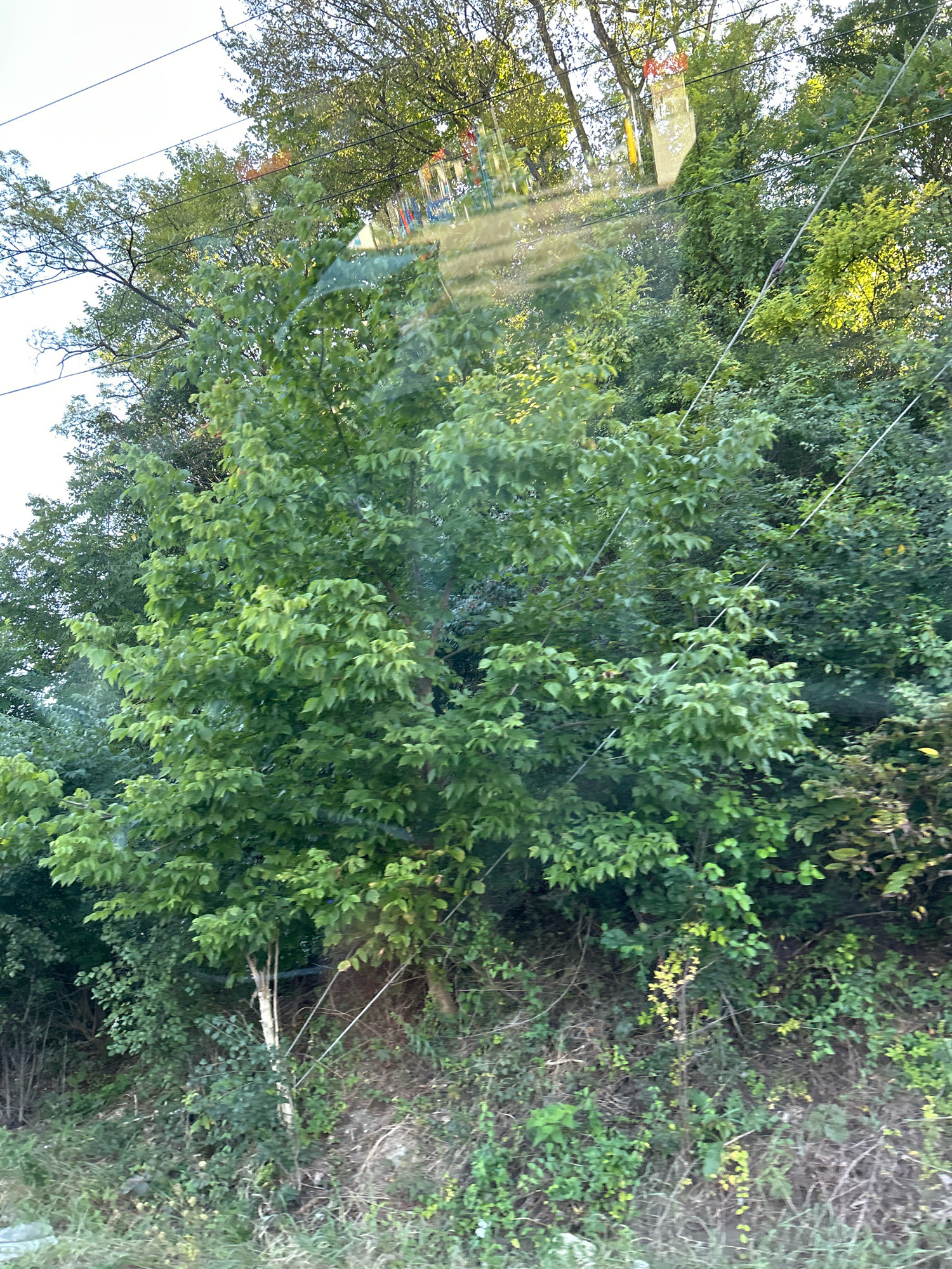 The image captures a dense, green hillside covered in trees and foliage, observed from a slightly elevated perspective. Several thin, taut wires, likely power or telephone lines, are strung across the scene, passing through the branches of the trees. The sunlight filters through the leaves, creating dappled light effects. In the upper portion of the image, a hint of a playground structure with colorful elements is visible through the foliage and potentially reflected on a surface, suggesting the scene is viewed through a window. The overall impression is of a natural setting within or near an urban environment. The location is Mt. Lebanon, United States of America.
