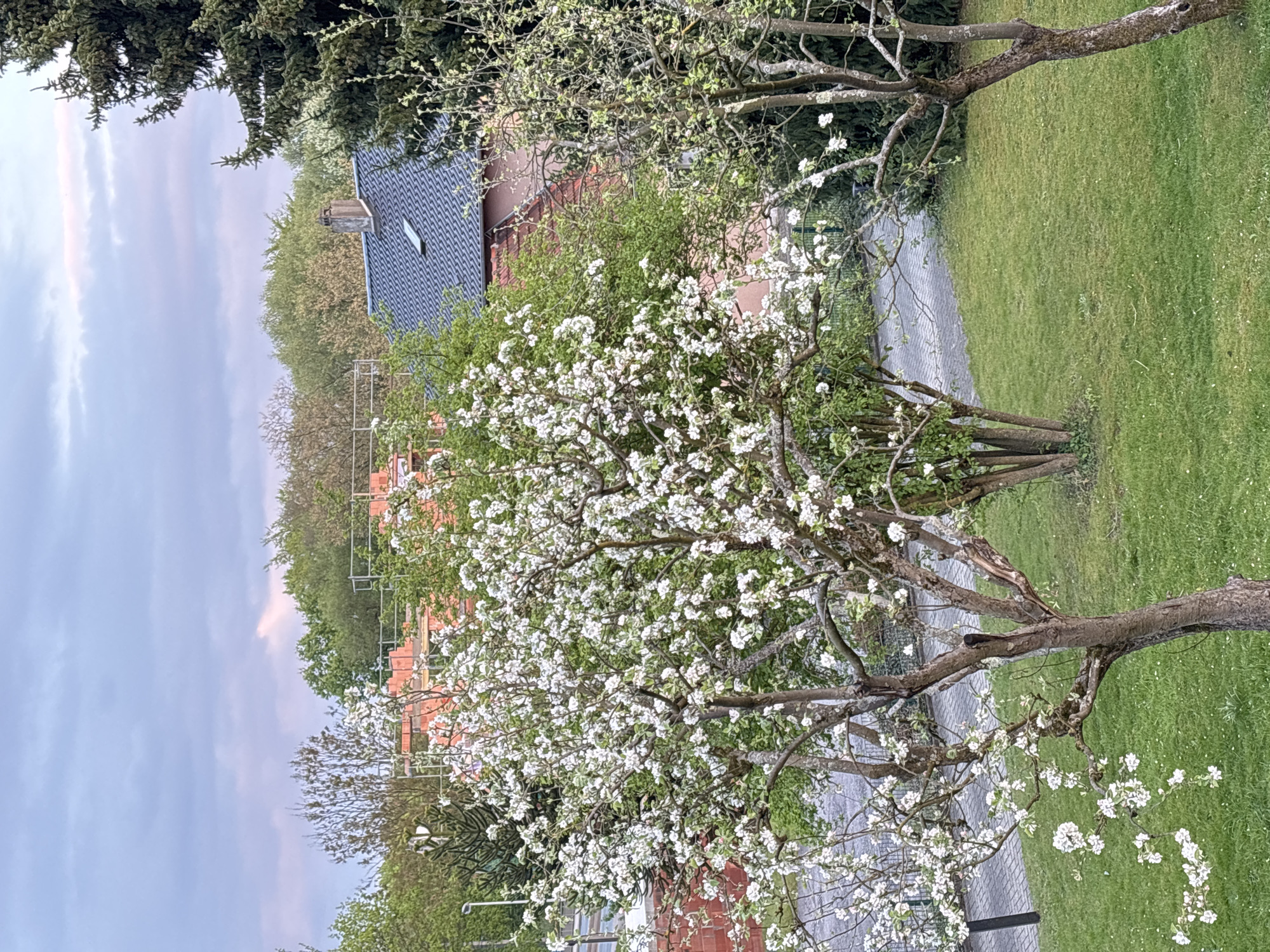 This image captures a serene spring scene, dominated by a large tree covered in abundant white blossoms, likely an apple or pear tree, in the foreground and middle ground. Its branches extend across a significant portion of the frame. To the right of this tree, a well-maintained green lawn stretches out. A paved path or driveway, constructed from dark gray pavers, curves through the middle of the image, separating the flowering tree from the lawn.
In the background, behind the trees, several structures are visible. On the left side, a house with a dark gray tiled roof and a chimney stands out. Another building with a reddish-brown facade is partially visible through the branches of the flowering tree. Various other deciduous and evergreen trees, some with early spring foliage and others fully green, fill the background, suggesting a lush, vegetated environment. A light pole or street light is faintly visible in the lower middle part of the image.
The scene appears to be set in a residential area, possibly a garden or park. There are no people or explicit activities taking place, creating a peaceful and still atmosphere. The time of day seems to be late afternoon or early evening, indicated by the soft, diffused light and the pastel hues of light blue and faint pink in the cloudy sky. The overall impression is one of tranquility and the beauty of springtime in bloom. No visible text is present in the image.