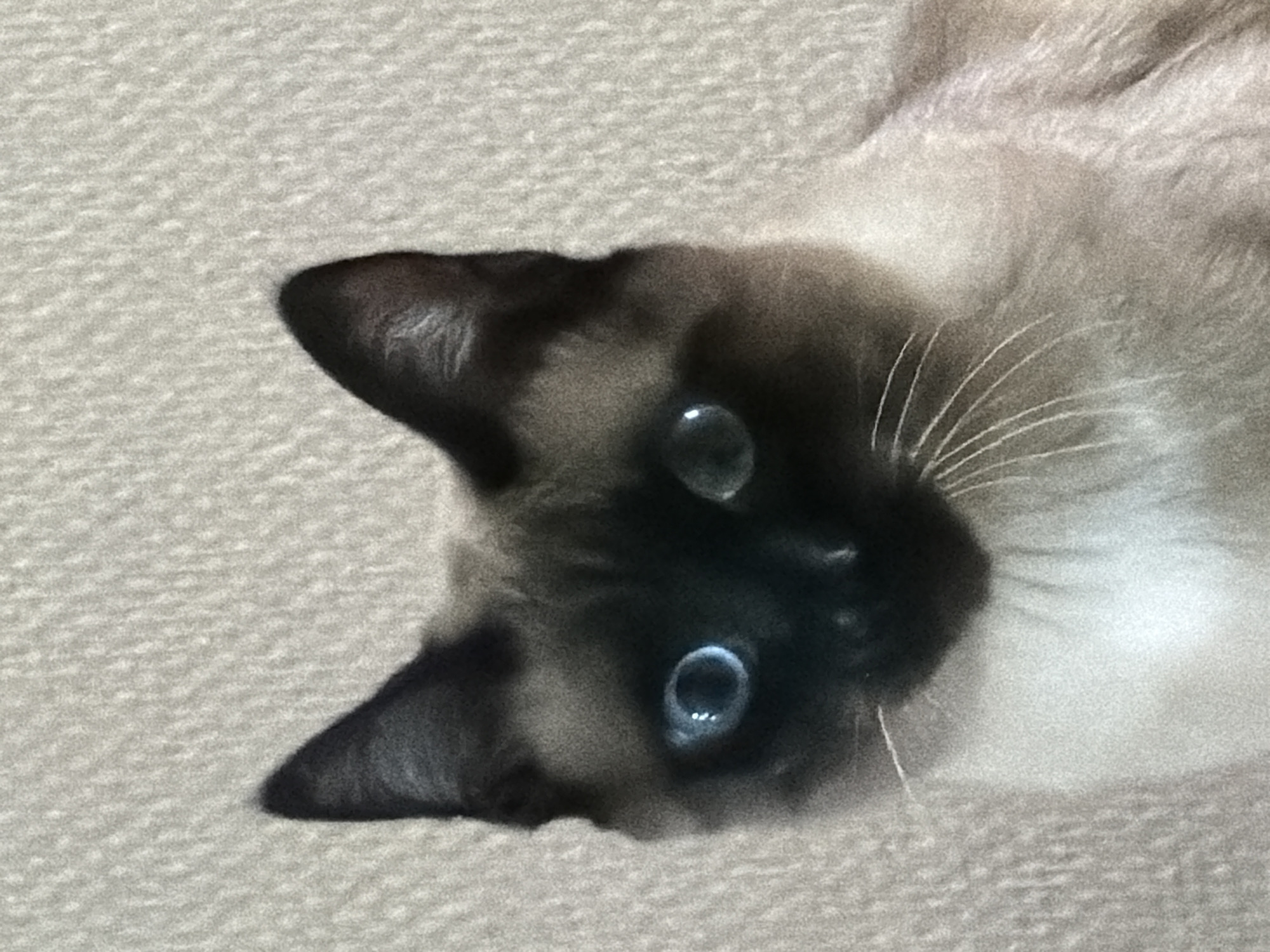 A close-up, head-and-shoulders portrait depicts a Siamese cat, documented as located within the city of Esch-sur-Alzette, Luxembourg. The feline exhibits characteristic color points, featuring a dark brown to black facial mask encompassing its muzzle and nose, extending to its sharply pointed, erect ears. Its eyes are a prominent, clear blue, each reflecting two distinct circular light sources. Multiple long, white whiskers extend laterally from both sides of the dark muzzle. The fur on the cat's chest and visible upper body is a lighter cream or beige, contrasting with the darker points. The background is a uniformly light-toned, textured surface, appearing out of focus, likely indicating an indoor setting. The cat is centered in the frame, directly facing the viewer with a neutral gaze.