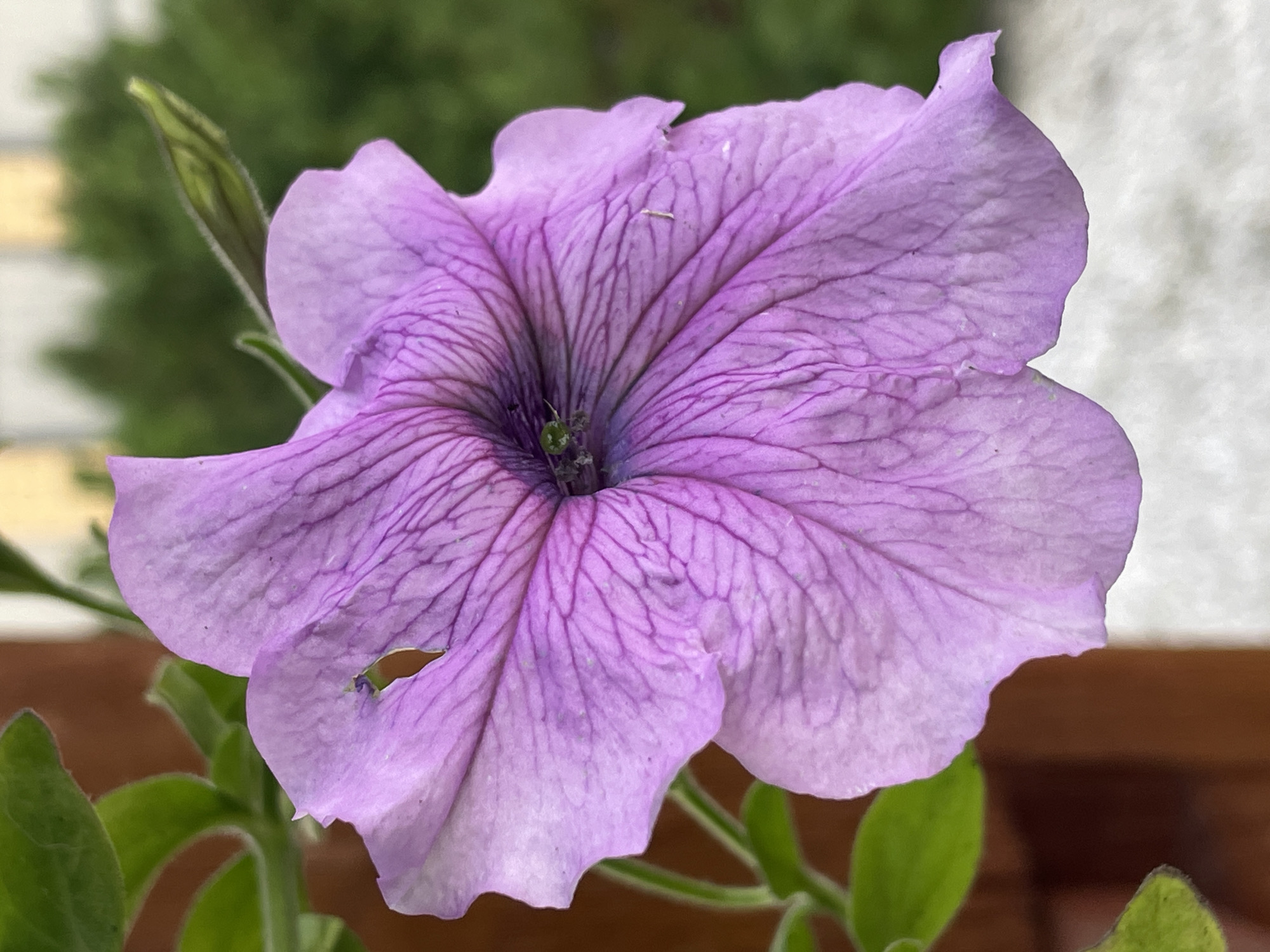The image is a close-up shot of a vibrant purple petunia flower, showcasing its delicate petals and intricate veining. The flower appears to be in full bloom, with a slightly open trumpet shape. The background is softly blurred, revealing hints of green foliage and a pale, textured surface, possibly a wall or pavement. A small green bud is visible to the right of the main flower. There are no people or any specific identifiable landmarks of Маминское, Russia in the image. The focus is solely on the natural beauty of the flower.