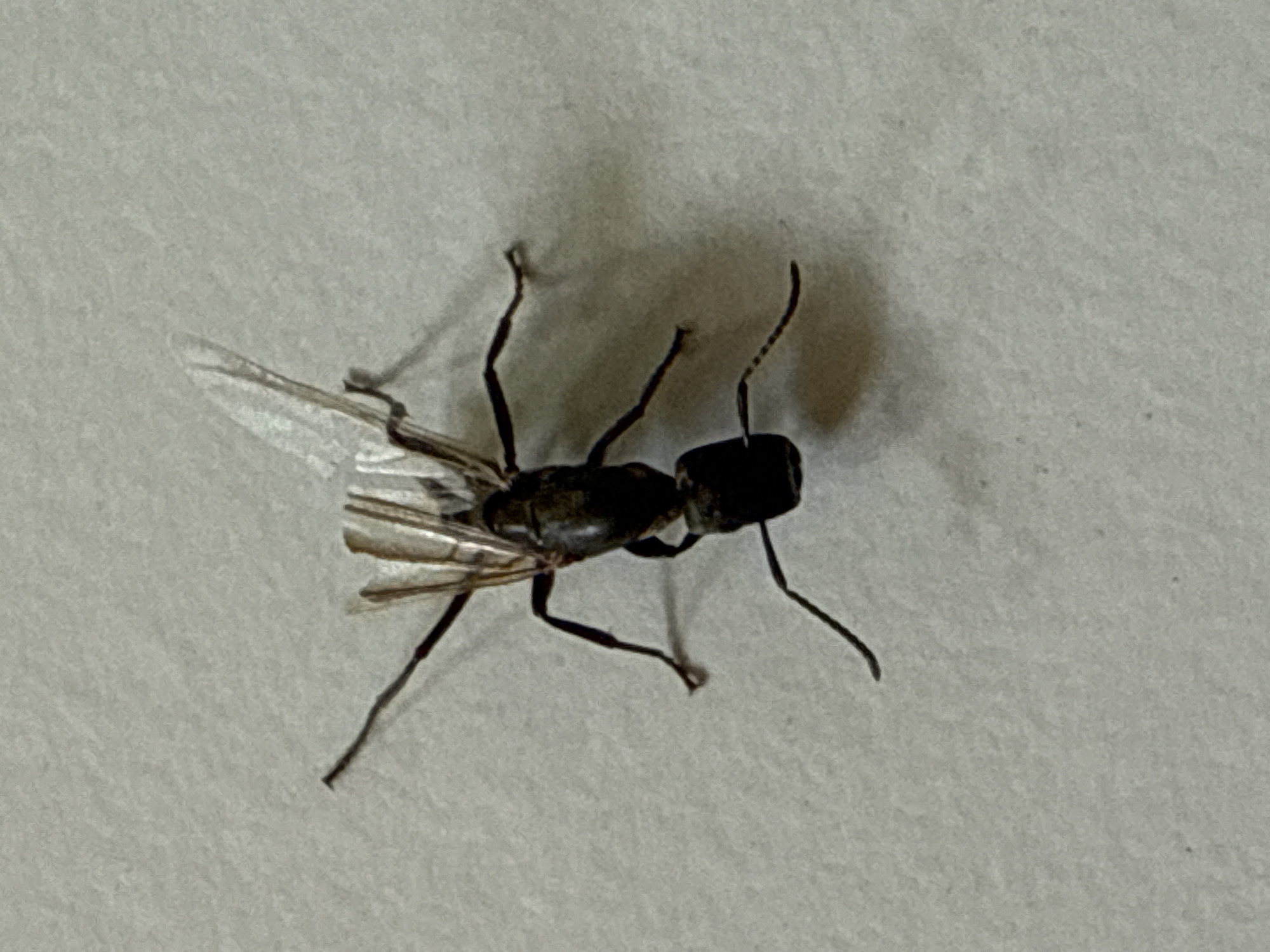 A close-up, overhead shot shows a winged black ant on a textured, light-colored surface. The ant is oriented with its head pointing down and to the left. Its wings are translucent and appear slightly damaged or folded. The ant's body is segmented into a head, thorax, and abdomen. Six legs are visible, two of which are tucked beneath its body, and the other four are extended. The background is uniform in color and texture, suggesting a wall or floor. There are no other subjects or objects visible in the frame. The location is specified as Baan Lamai, Thailand.