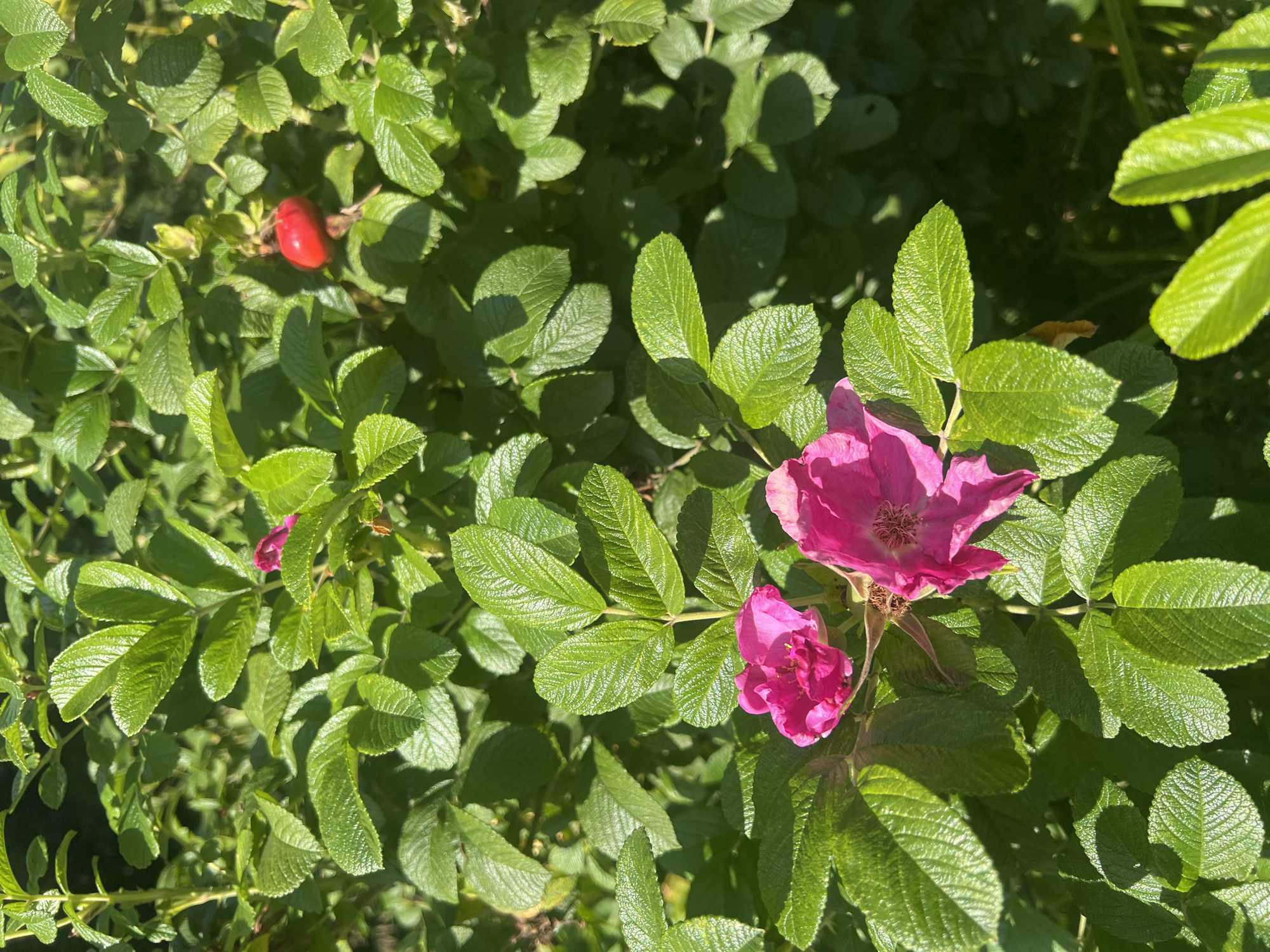 A close-up, eye-level shot captures the vibrant foliage and a few bright pink flowers of a rose bush, with one ripe red rosehip visible in the upper right quadrant. The scene is bathed in bright sunlight, creating strong shadows and highlighting the textured green leaves. The background is a blur of darker green, suggesting more foliage and possibly the soft ground of a garden. The image appears to be taken outdoors, likely in a garden setting within Роса Снт, Russia, given the context. There are no people or animals present in the frame. The focus is entirely on the natural elements of the rose bush.