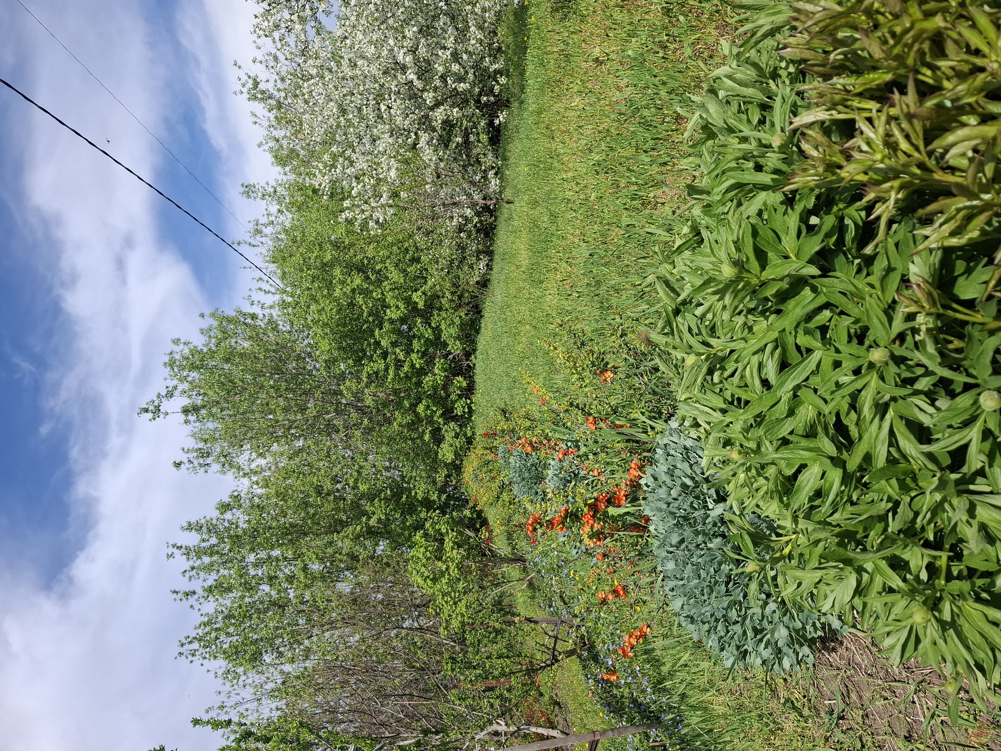 The image depicts a lush garden scene, likely in a rural or suburban setting in Khlevnoye, Russia. The foreground features a variety of green foliage and blooming flowers, including bright orange lilies and smaller blue flowers. In the midground, there are several trees with varying shades of green leaves, some appearing to be fruit trees. Beyond the trees, there is a grassy area. In the top left corner, a bright blue sky is visible, with fluffy white clouds and power lines.