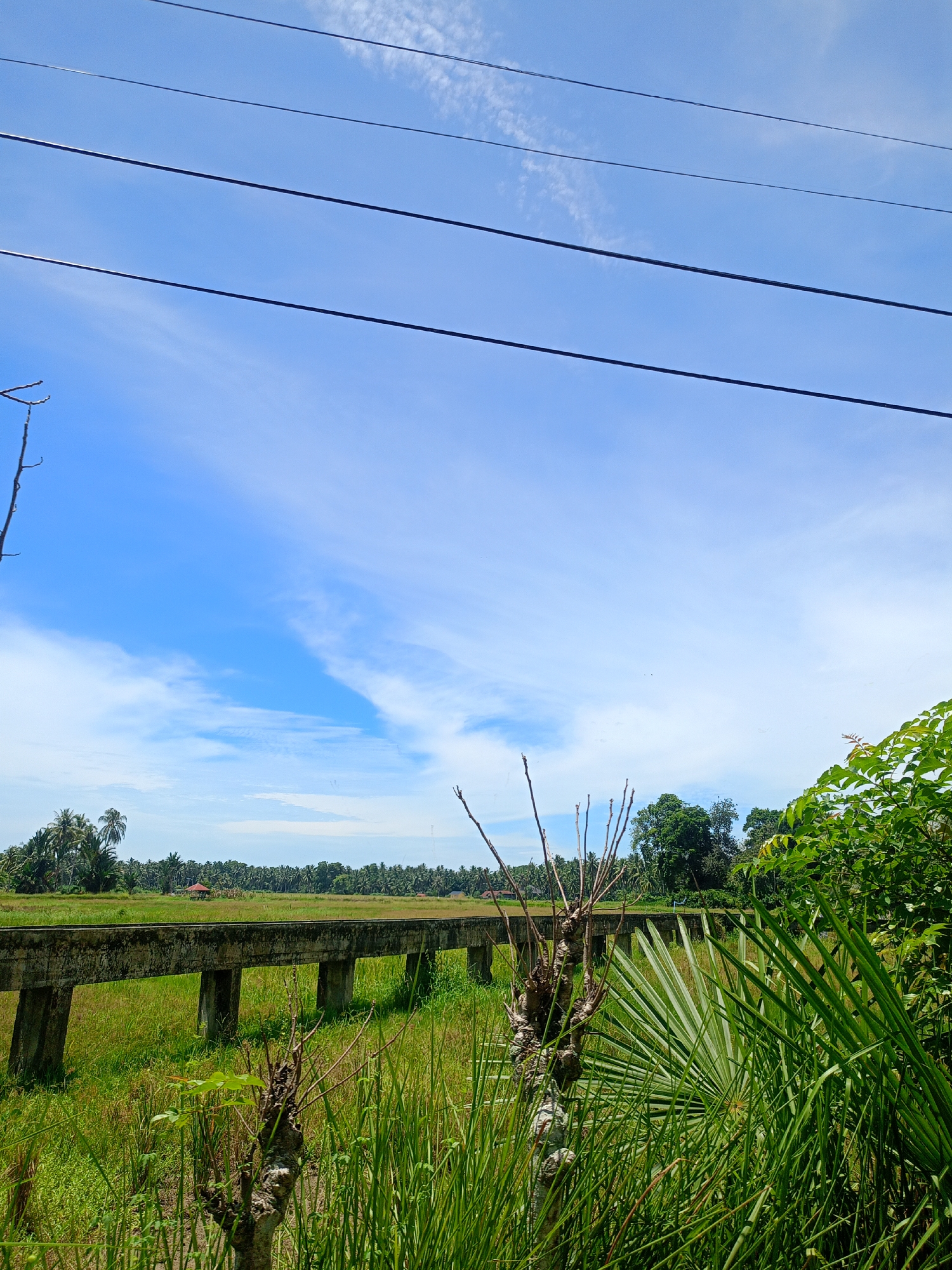 The image depicts a rural landscape in Buketteukuh, Indonesia. A concrete bridge-like structure with supporting pillars spans a grassy area, possibly a field or wetland. Tall grass and foliage dominate the foreground, partially obscuring the view. A few small, bare tree trunks are visible among the vegetation. In the distance, a dense line of trees and palm trees marks the horizon. A small red roof can be seen behind the bridge. Overhead, a clear blue sky is punctuated by scattered white clouds and power lines that cut across the upper portion of the image.