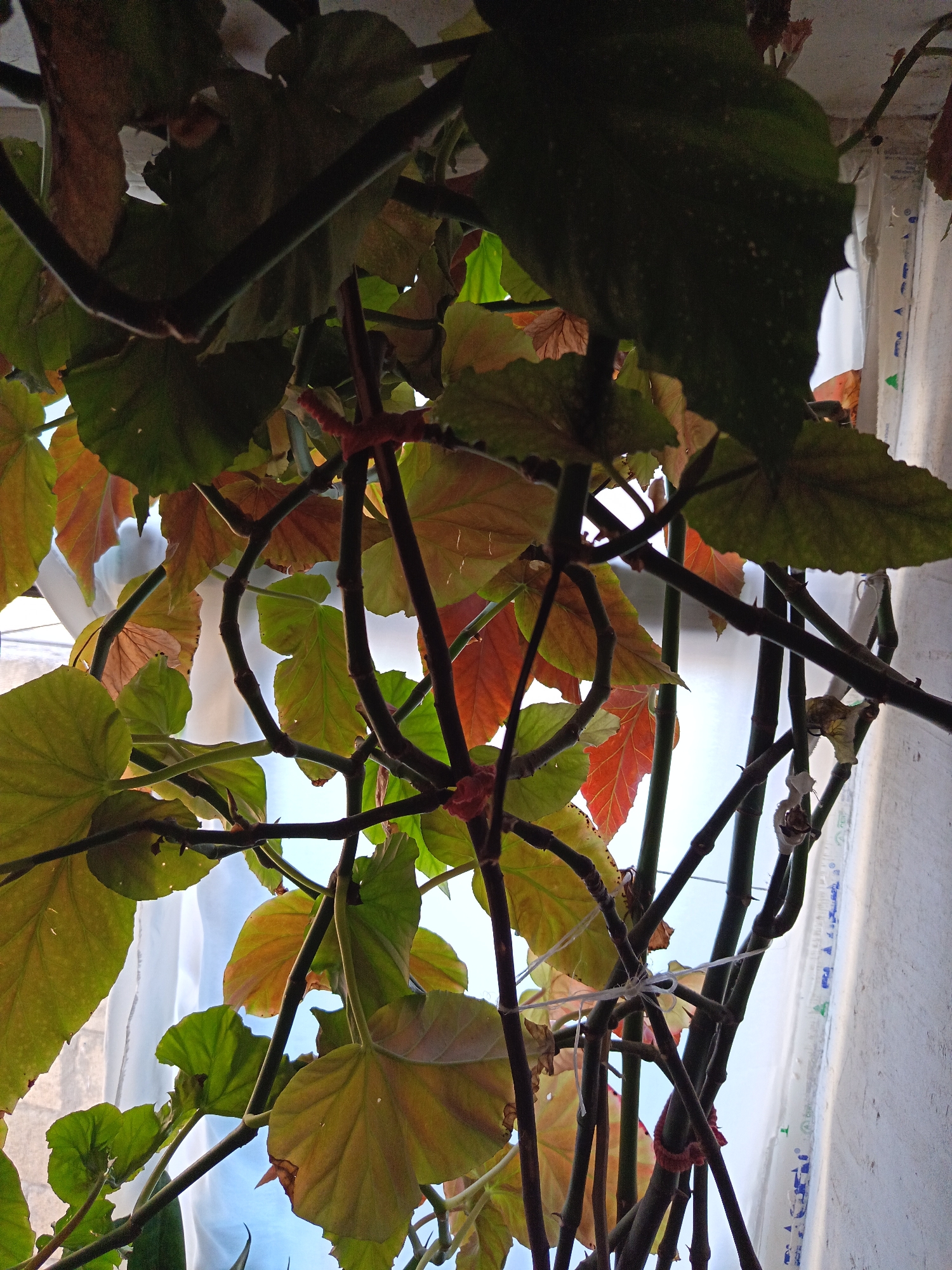 An upward angled, close-up shot shows the branches and leaves of a plant. The plant's stems are dark brown, and some are tied together with thin white string and red twine. The leaves are various shades of green, yellow, and orange. The background is a blurred white curtain or sheet with some faint blue markings. To the right of the curtain is a rough, off-white wall. The image appears to be taken indoors near a window. The location is Masazir, Azerbaijan.