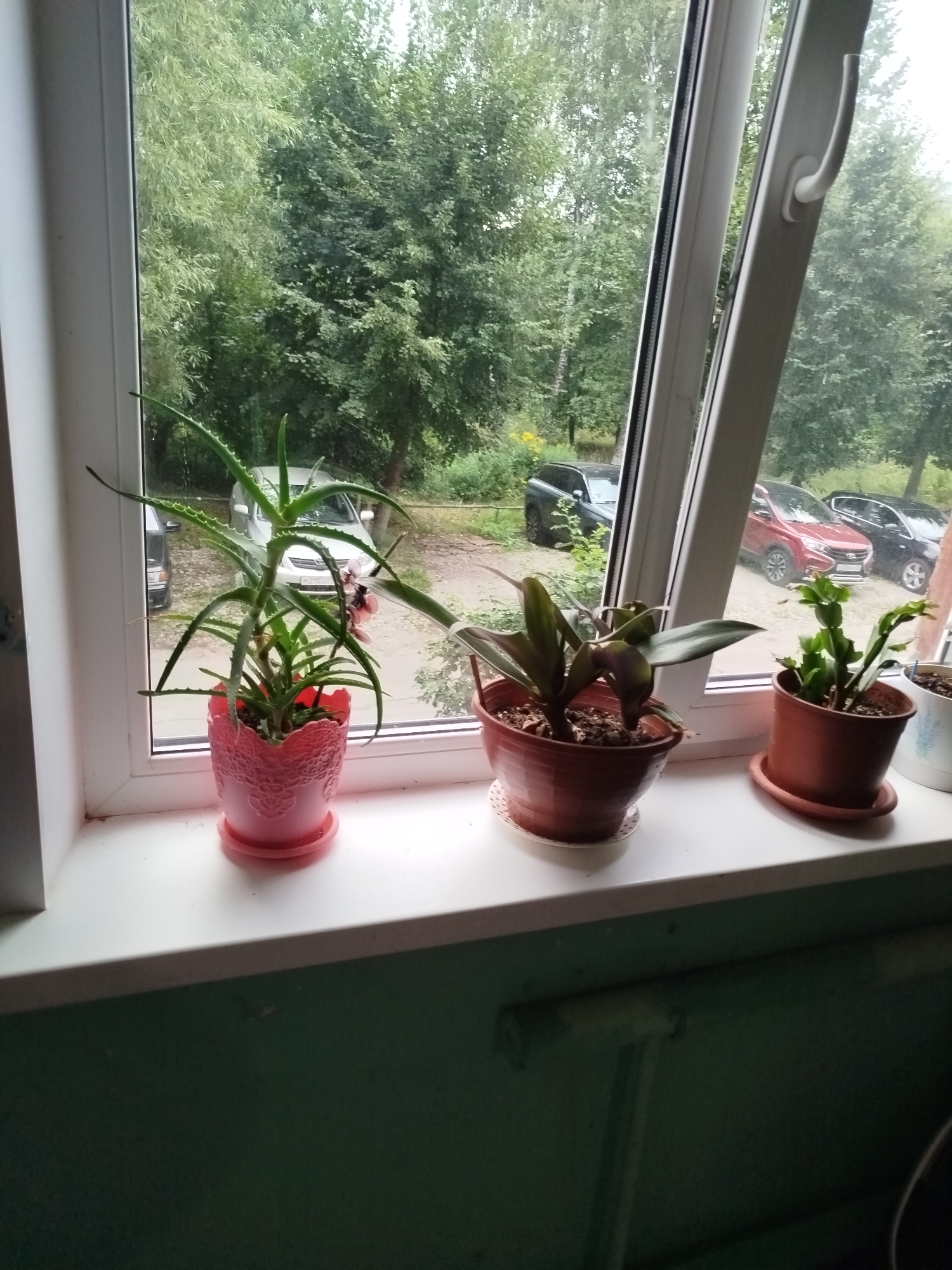 The image shows a windowsill with several potted plants. On the left is a vibrant green aloe vera plant in a pink, decorative pot. To its right are two more plants in brown pots. The plant in the middle has broad, dark green leaves, and the one on the far right appears to be a Christmas cactus with green, segmented stems. A white pot with a light blue design is partially visible on the right edge. The windowsill overlooks a street scene with trees and several parked cars, including a red sedan. The window frame is white. The scene is consistent with a residential building in the city of Ivanovo, Russia.