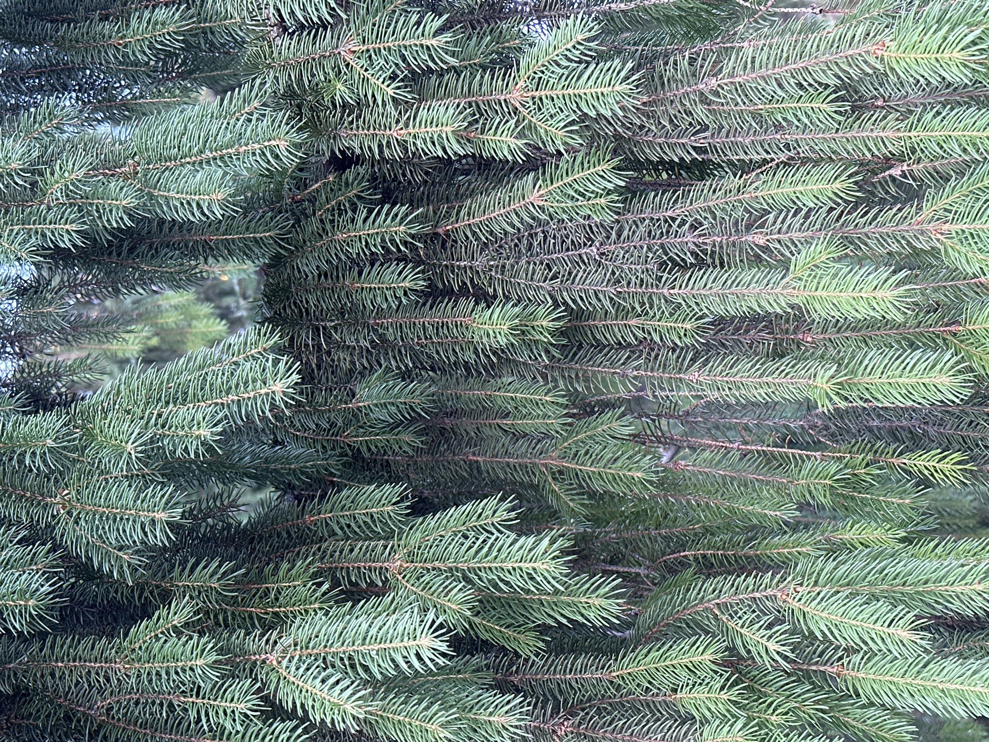 The image is a close-up, vertical shot of dense, green pine branches, likely from a coniferous tree. The needles are a vibrant green, with some appearing slightly darker or more muted, suggesting variation in light or the age of the branches. The branches hang down, creating a curtain-like effect. There are no people, animals, or man-made objects visible in the frame. The background is blurred and appears to be more foliage or the sky, contributing to the sense of depth and natural setting. The image does not provide any specific visual cues to indicate its location within Myronivka, Ukraine.