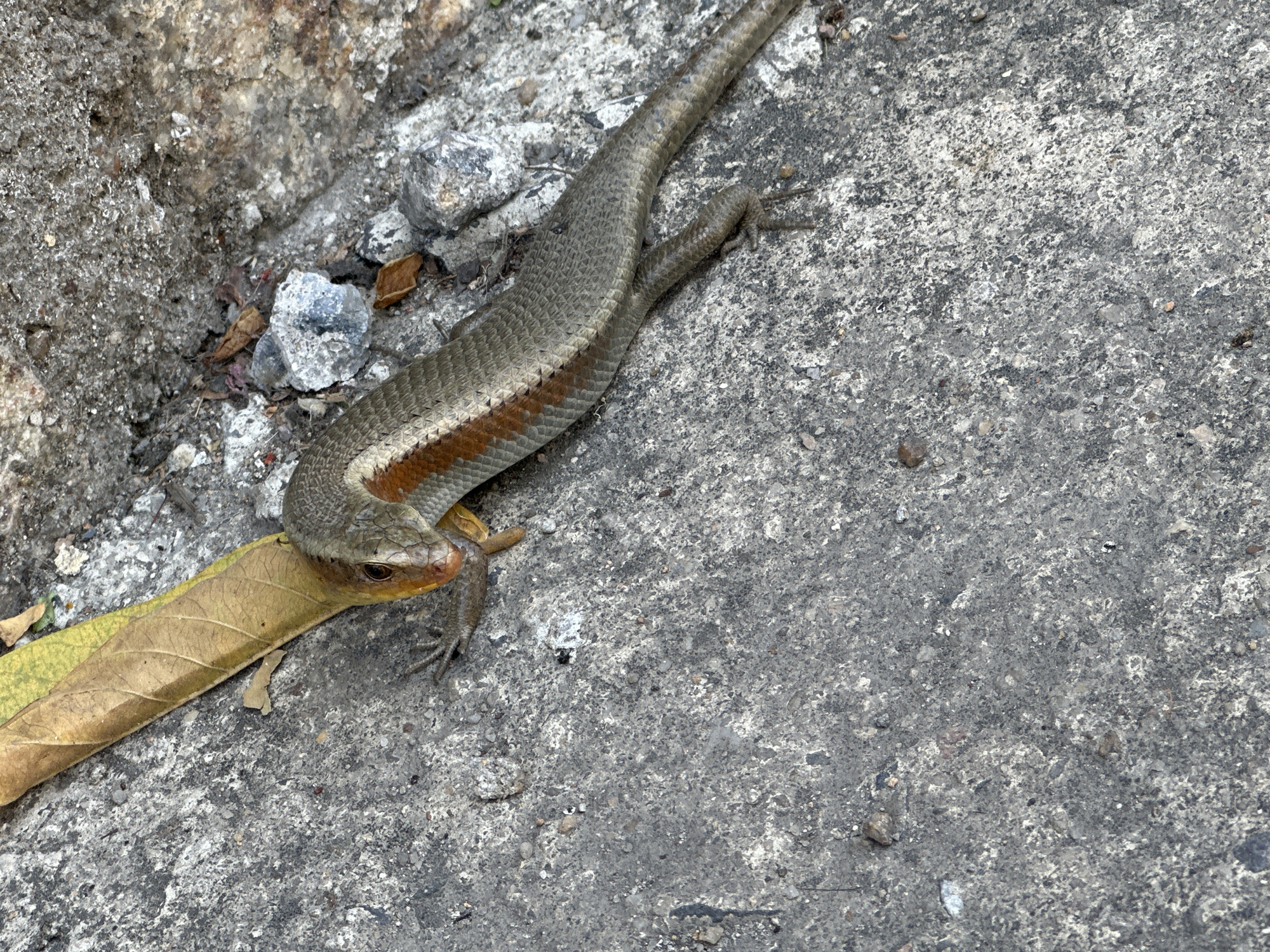 A lizard is resting on a concrete surface next to a pile of rocks and a dry leaf. The lizard is anoles and has a long, slender body covered in scales. It has a reddish-brown stripe running down its back. Its head is pointed, and its eyes are dark and beady. The lizard's legs are thin and clawed, and it is positioned as if it is about to move. The concrete surface is rough and gray, with small pebbles and debris embedded in it. The rocks are also gray and rough, with some white patches and dried leaves scattered among them. The dry leaf is yellow and brown, with prominent veins. The scene appears to be an outdoor environment, possibly a garden or a roadside. The lighting suggests it is daytime.