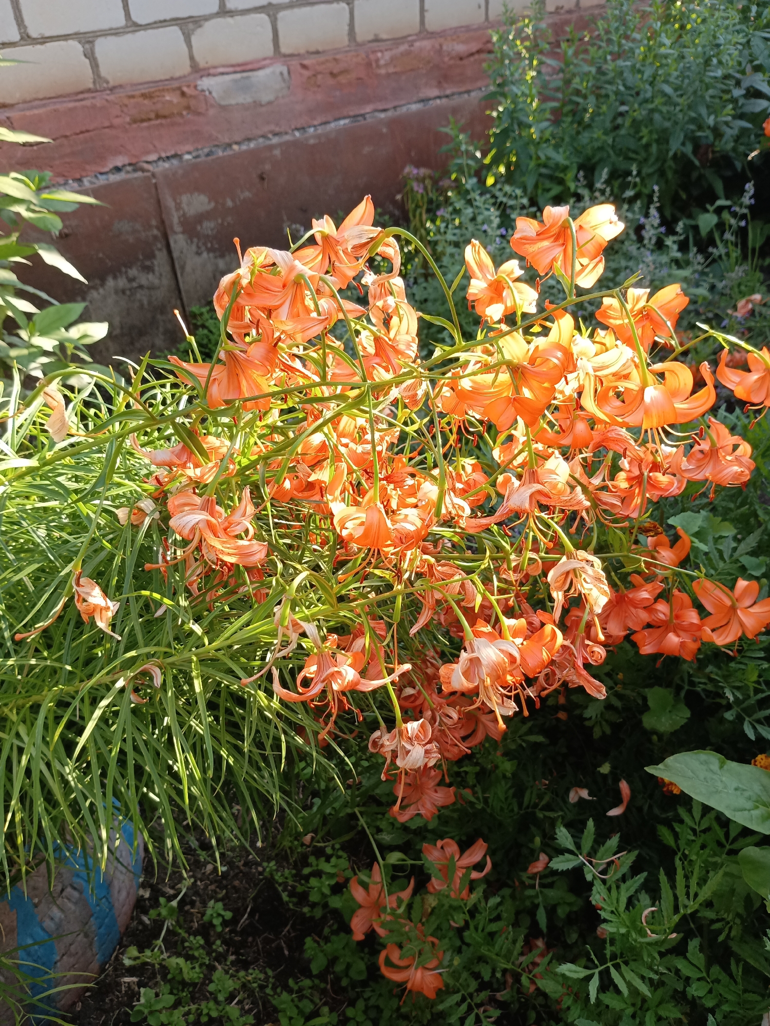 In the village of Nikitino, Russia, an outdoor scene captures a cluster of vibrant orange lilies. The flowers are the primary subject, with their delicate petals and long, slender stems dominating the frame. They are arranged in a dense, cascading manner, some facing upwards towards the sunlight, while others droop downwards. The leaves of the lilies are long and needle-like, creating a lush green backdrop.
In the background, a brick wall with a reddish-brown base is visible, suggesting the lilies are planted near a building. The ground beneath the flowers is a mixture of dark soil and smaller green plants. Sunlight illuminates the lilies, casting shadows and highlighting the texture of their petals. The overall impression is one of natural beauty and abundance, typical of a garden setting in a rural environment. There are no people or animals visible in the image.