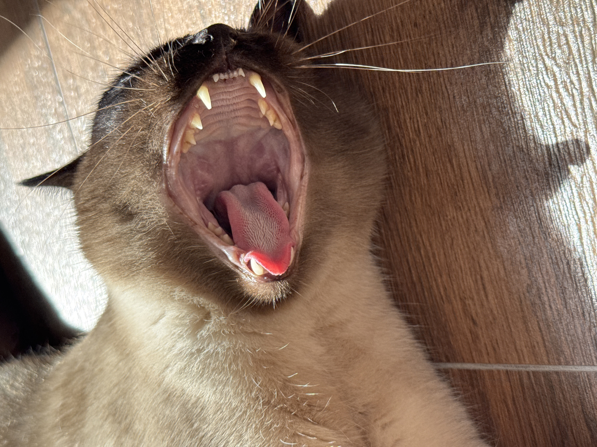 A close-up, overhead shot shows a Siamese cat yawning widely on a wooden floor. The cat's mouth is open, revealing its pink tongue, numerous sharp teeth, and the textured roof of its mouth. The cat's fur is a light cream color with darker brown points on its ears and muzzle. Sunlight casts a shadow of the cat's head onto the floor to the right of its face. The floor appears to be made of wood planks with a subtle grain pattern. The lighting suggests it is daytime, likely with sunlight streaming in from a window. The scene is a domestic indoor setting. No text is visible.