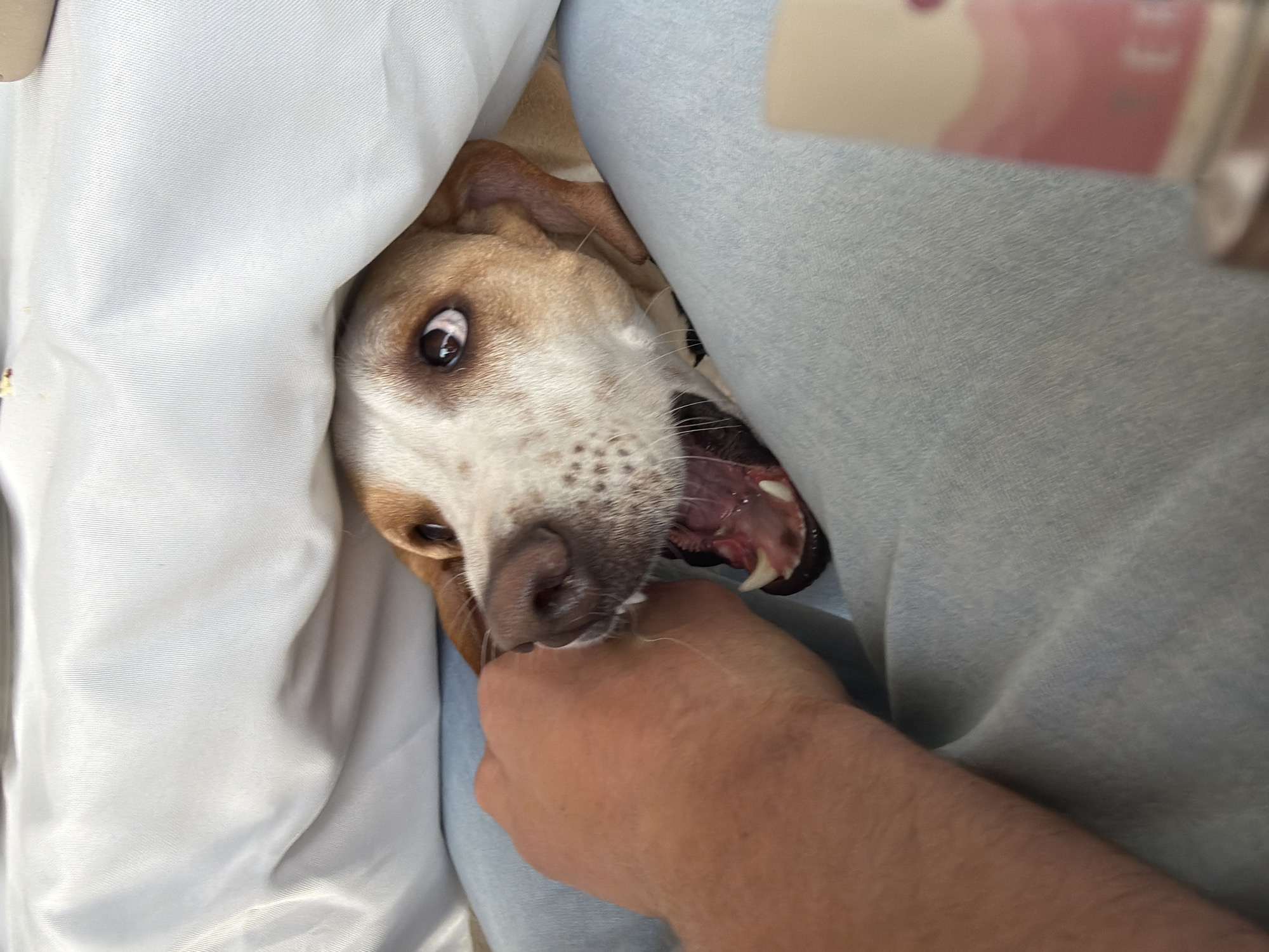 A tan and white dog is nestled between a light blue cloth (possibly pants) and a white cloth (possibly a bedsheet). The dog's open mouth is near a hand, and the dog's expression suggests either playfulness or mild alarm. The scene is indoors. There is no evidence to suggest that the photo was taken in Trebesin, Montenegro.
