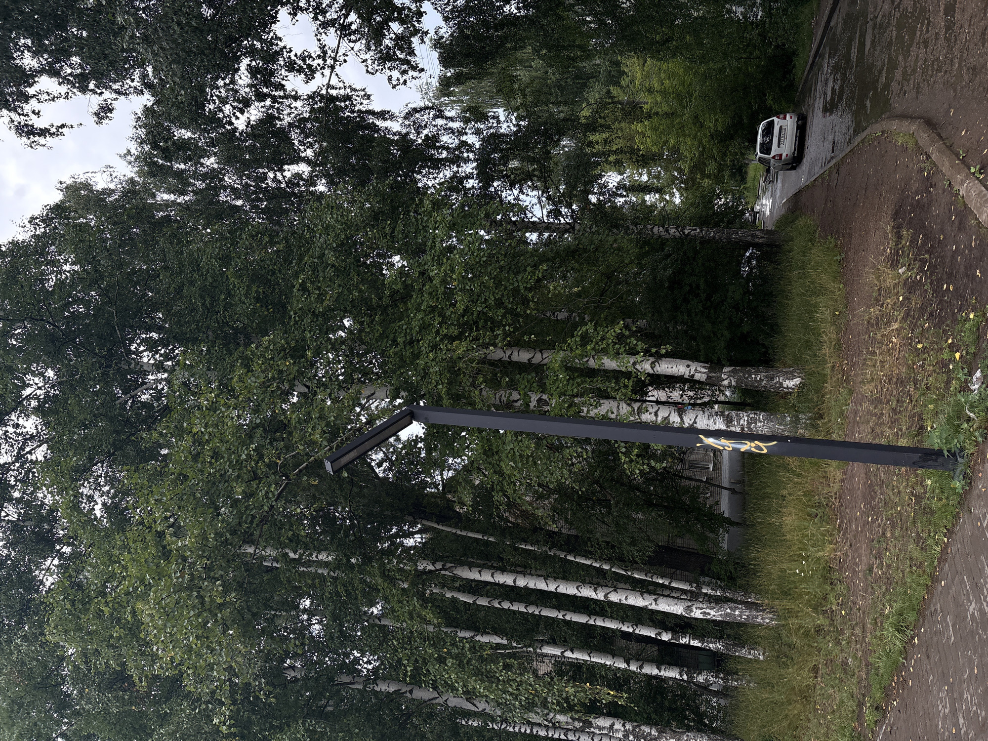 The image depicts an outdoor scene with a focus on birch trees lining a paved walkway and a road. A white car is parked on the wet, reflective road, suggesting recent rain. The birch trees are prominent, with their characteristic white bark and green foliage. A dark, rectangular lamppost stands in the foreground, partially obscured by the trees, with some yellow graffiti visible on its lower section. Beyond the trees and road, a building with a light-colored facade is visible. The sky appears overcast, indicating a cloudy day. The ground is covered in grass and fallen leaves, further suggesting an outdoor, possibly park-like or residential setting. The image is taken at an angle that makes the trees appear to be growing vertically from the perspective of someone looking up, while the road and car are seen at a different orientation. The overall mood is somewhat subdued, likely due to the cloudy weather and the wet surfaces. There is no visible text other than the graffiti on the lamppost, which is illegible.