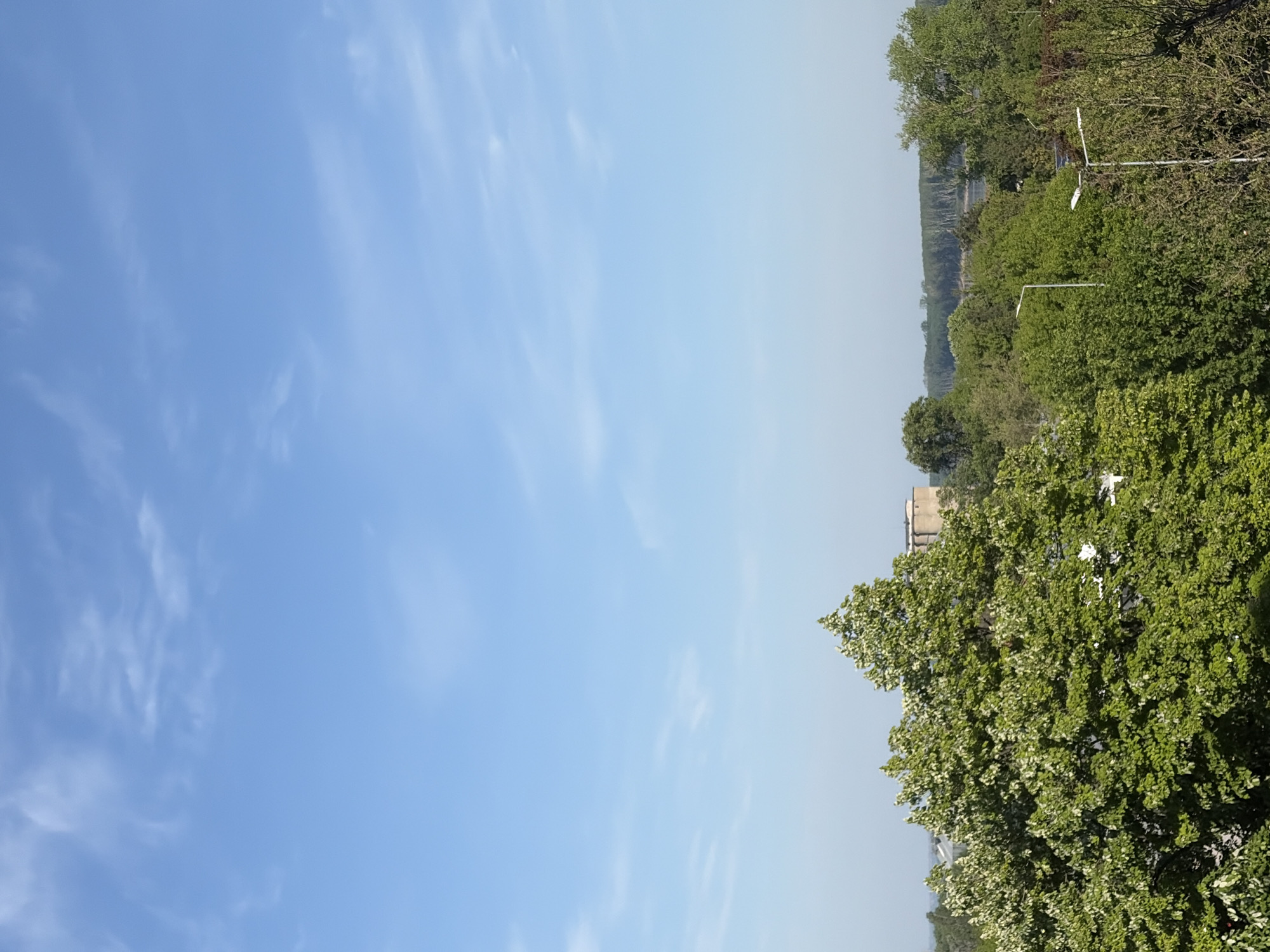 The image depicts a daytime scene in what appears to be Silistra, Bulgaria, evidenced by the architectural style of the buildings visible amidst the trees. The foreground features dense foliage, likely trees within a park or residential area. In the distance, a line of trees and a wide river, possibly the Danube, are visible, with the opposite bank appearing as a hazy line. The sky is predominantly blue with scattered cirrus clouds. Streetlights are scattered throughout the trees. No people are directly observable. The photograph seems to have been taken from a high vantage point.