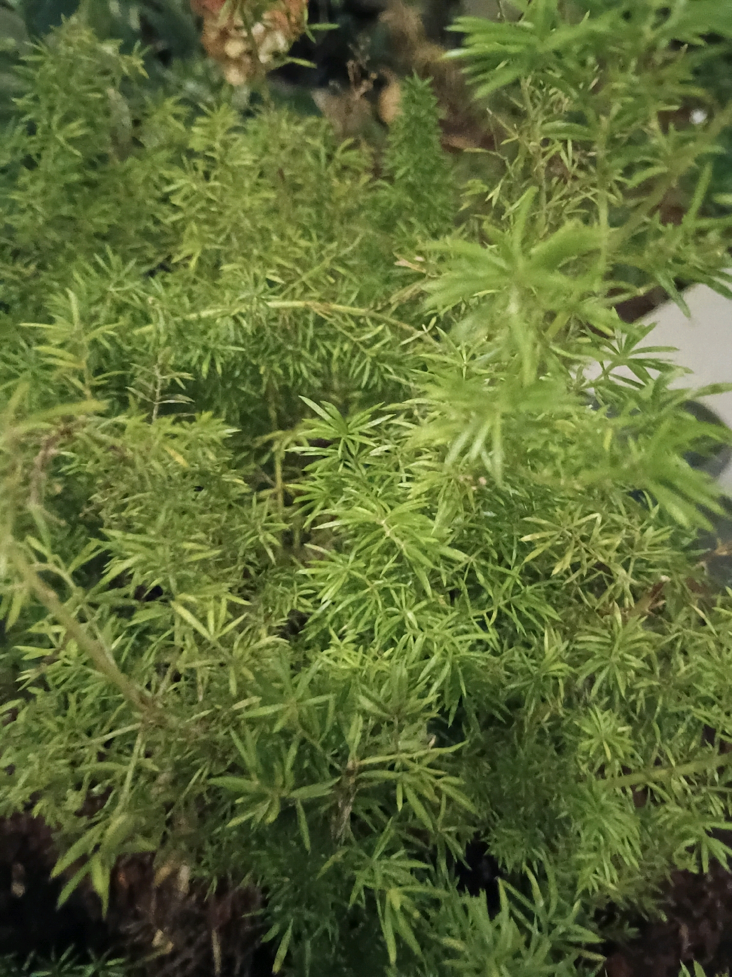 This is a close-up, eye-level shot of a dense, green Asparagus fern. The plant is healthy and vibrant, with its characteristic feathery foliage filling the frame. The lighting is somewhat dim, creating subtle shadows that add depth to the plant's intricate structure. The background is out of focus, appearing as a dark, indistinct blur that further emphasizes the texture and detail of the fern. There are no people or animals visible in the image, and the scene appears to be indoors or in a sheltered outdoor space, possibly a garden or a balcony. Without further information, it is impossible to determine the specific location within Cikal, Indonesia.