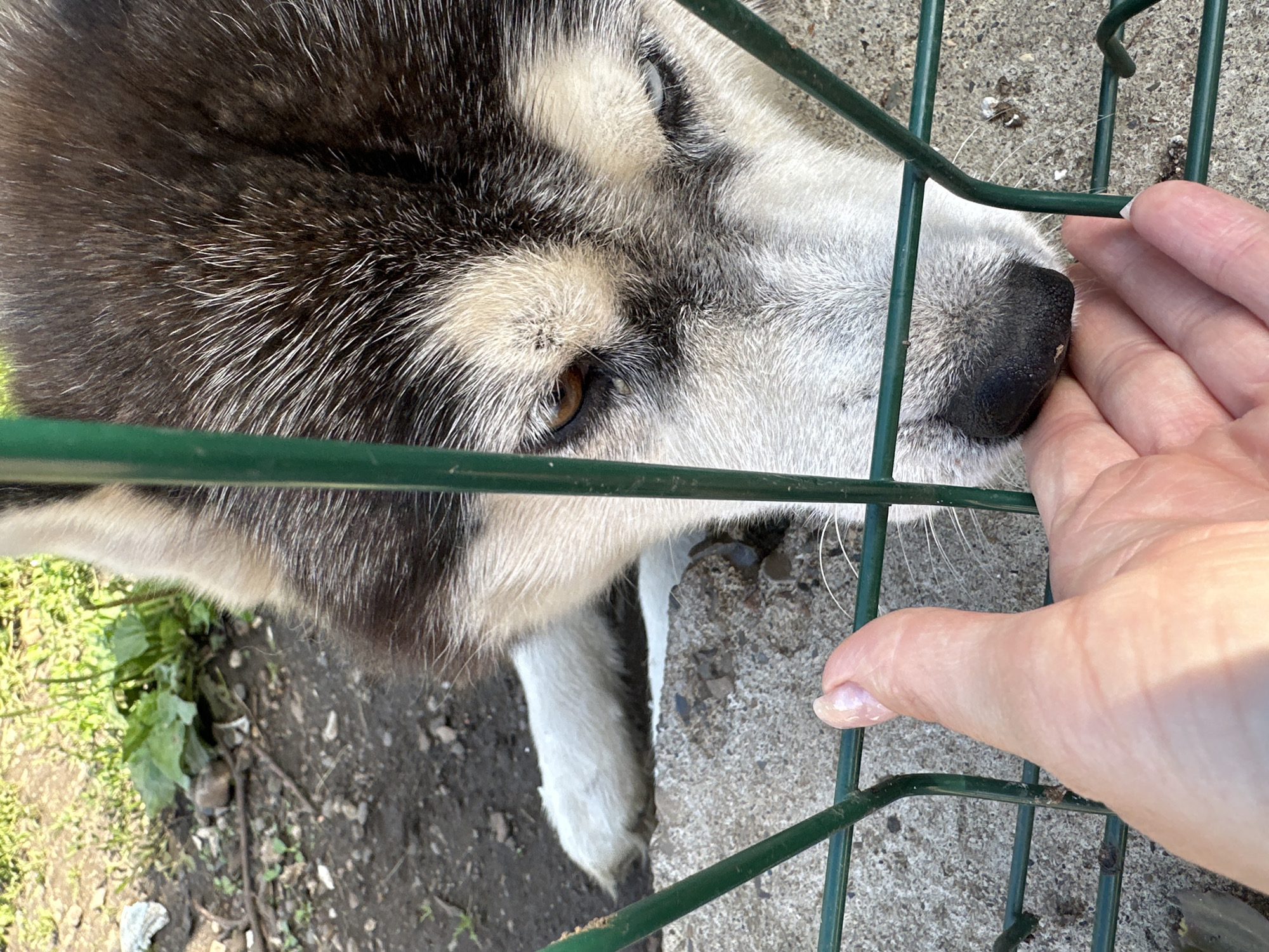 The image shows a close-up of a dog's face and a human hand reaching through a green metal fence. The dog appears to be a husky or similar breed with black and white fur and brown eyes. Its snout is black and wet. The human hand, with painted fingernails, is gently touching the dog's nose. The scene is outdoors, with a concrete surface and dirt visible in the background, along with some green foliage. The lighting suggests it is daytime, possibly sunny. The interaction between the human and the dog appears friendly and gentle, indicating a moment of connection. The fence suggests the dog might be in an enclosure or separated from the person. There is no visible text in the image. The location context is Yaroslavka, Russia.