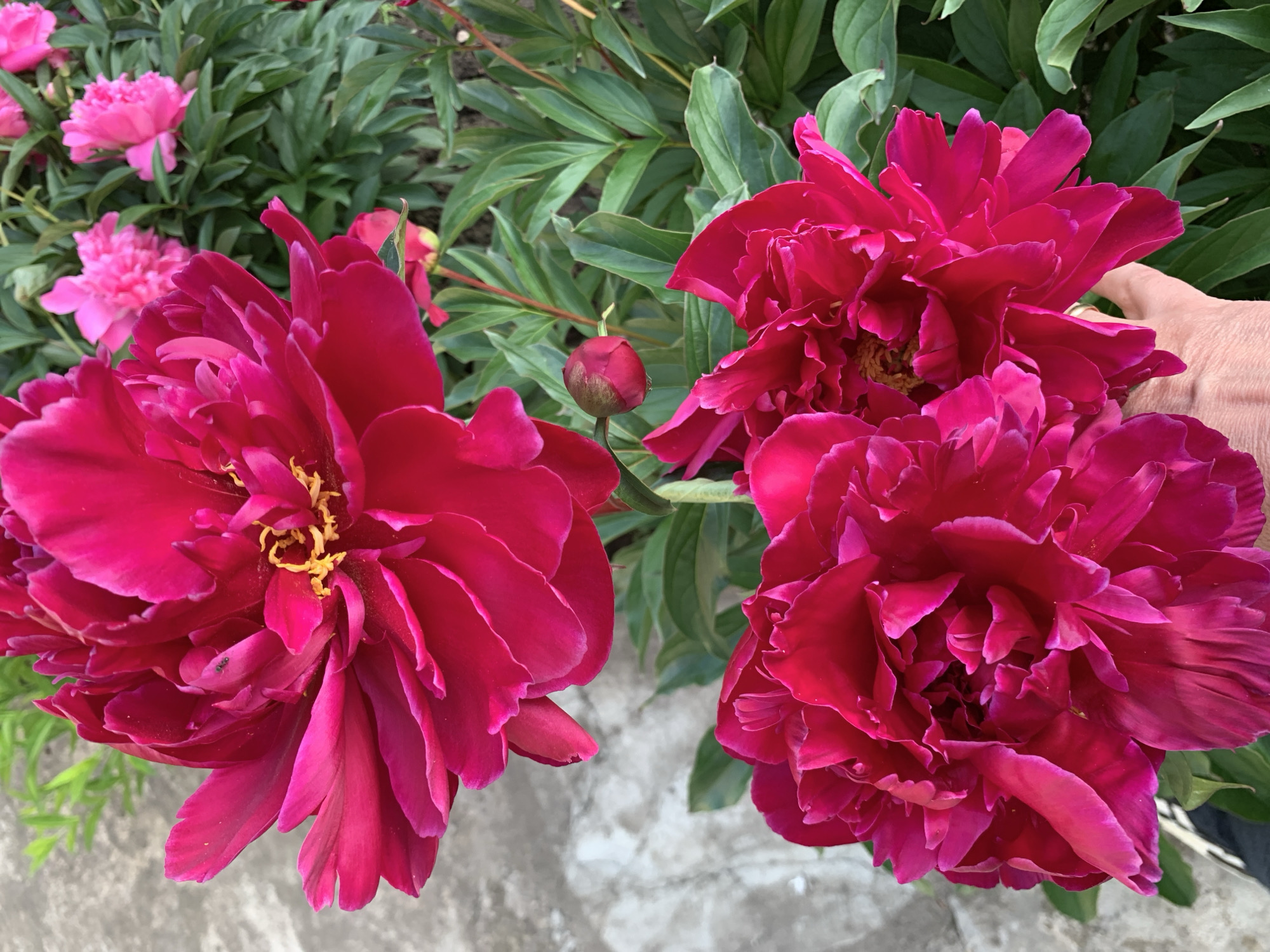 In Блеўчыцкі сельскі Савет, Belarus, a close-up shot focuses on several vibrant fuchsia peonies with lush green foliage in the background. The peonies are large and full, with intricately layered petals. One peony in the foreground is partially obscured by a hand. A small black insect is visible on the petals of the upper left peony. The ground is a textured gray concrete surface.
