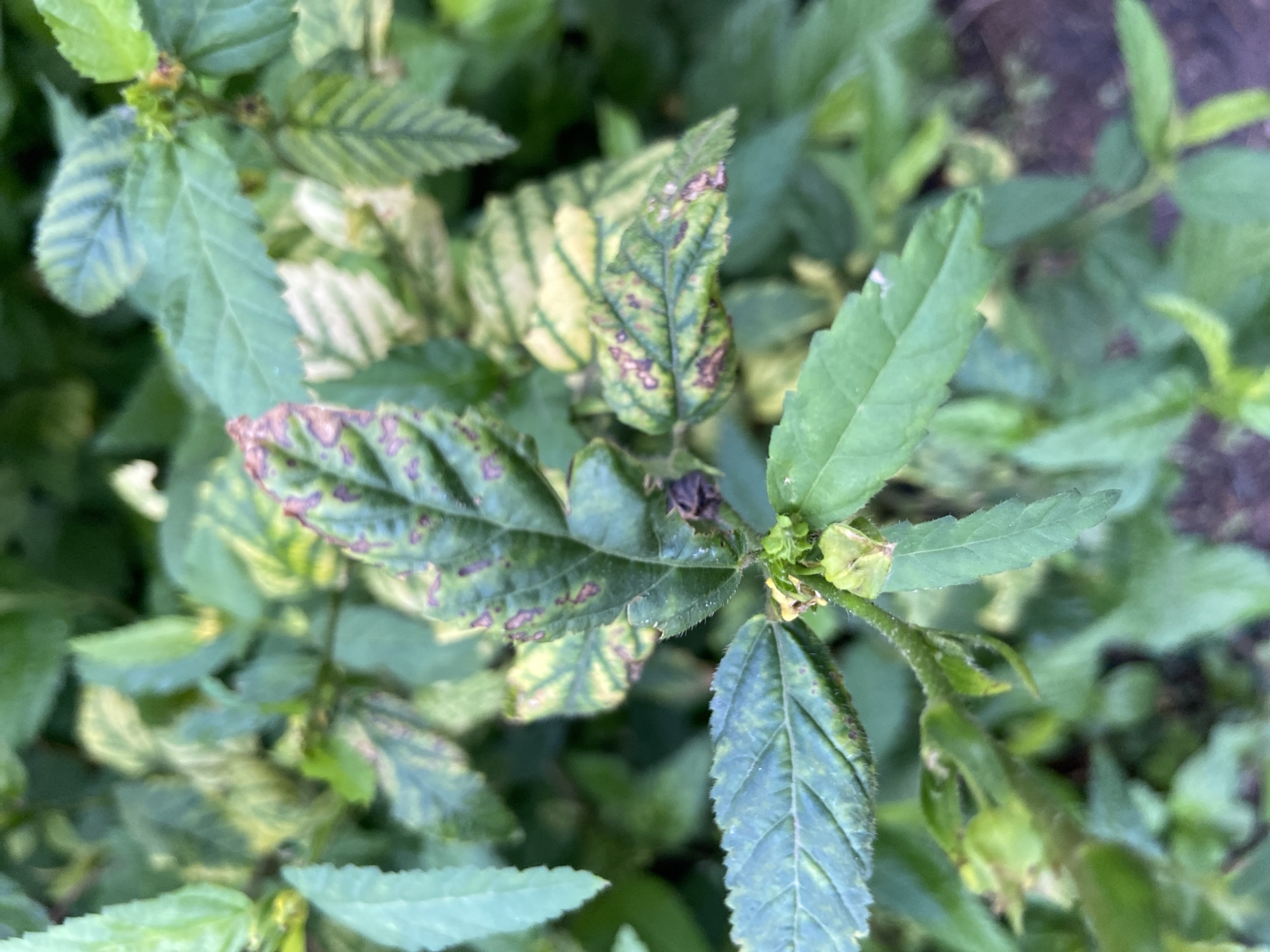 The image displays a close-up view of green plant foliage, characterized by leaves exhibiting discolored patches. Some leaves are predominantly green with scattered brown or purplish spots, while others show a mottling of yellow and green. The texture of the leaves appears slightly rough and serrated along the edges. Several small, undeveloped buds or seed heads are visible among the leaves. The background consists of more blurred green vegetation and hints of dark, possibly soil or mulch, ground cover. The lighting suggests an outdoor setting, likely during daylight hours. The scene is devoid of any human presence or activity, focusing solely on the plant life. The location of Mararaba, Nigeria, is not directly depicted or inferable from the visual information within the image itself.