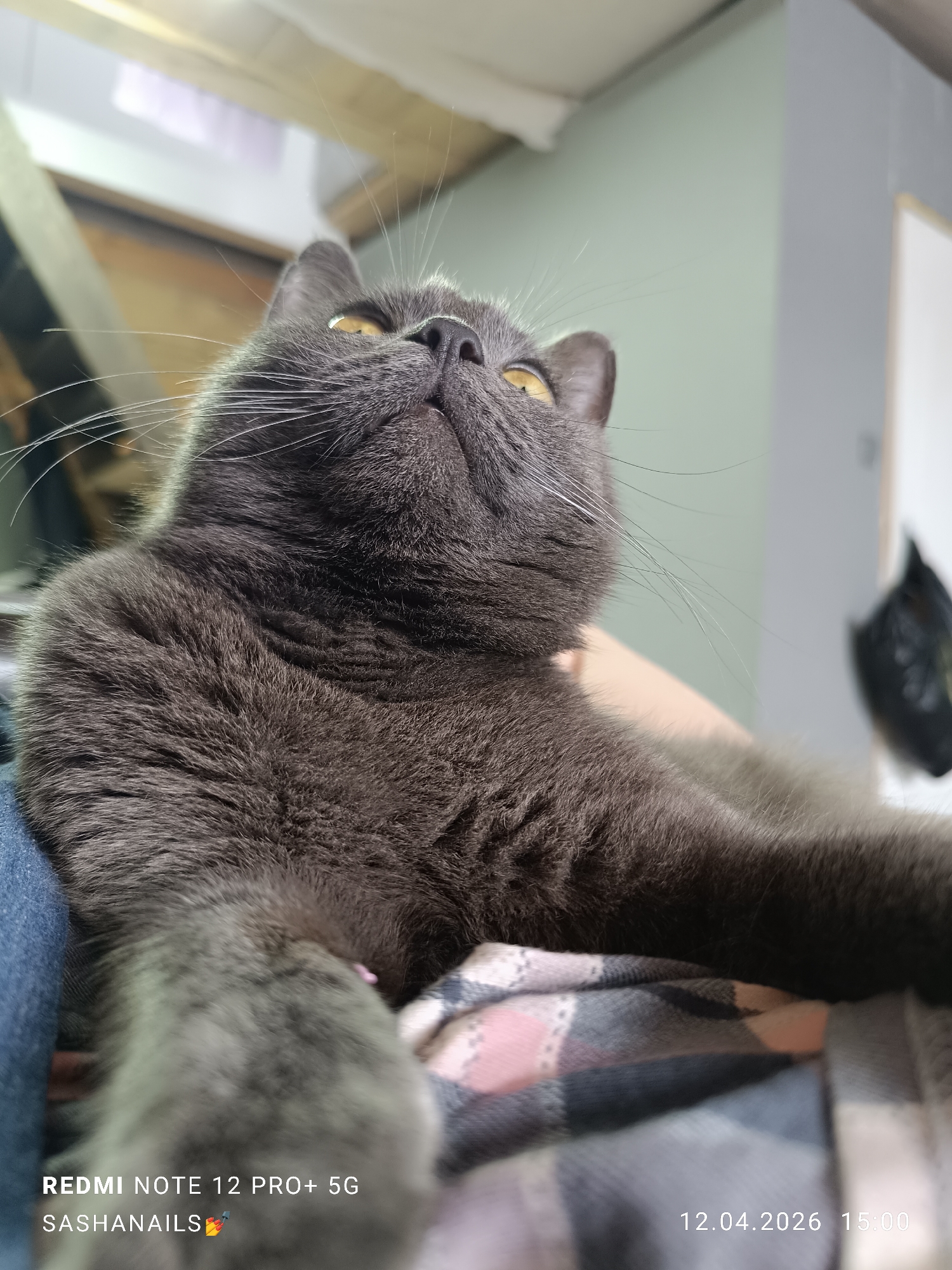 A gray cat with yellow eyes is lying on a person's lap. The cat is looking upwards, with its body facing the camera. The person is wearing jeans and a gray, pink, and white plaid blanket. The background includes a wall, ceiling, and partially visible door. At the bottom of the image, a watermark indicates that the image was taken with a Redmi Note 12 Pro+ 5G and includes the date 12.04.2026 and time 15:00. There is no information given in the image about the location, including the city of Chaikovsky, Russia.