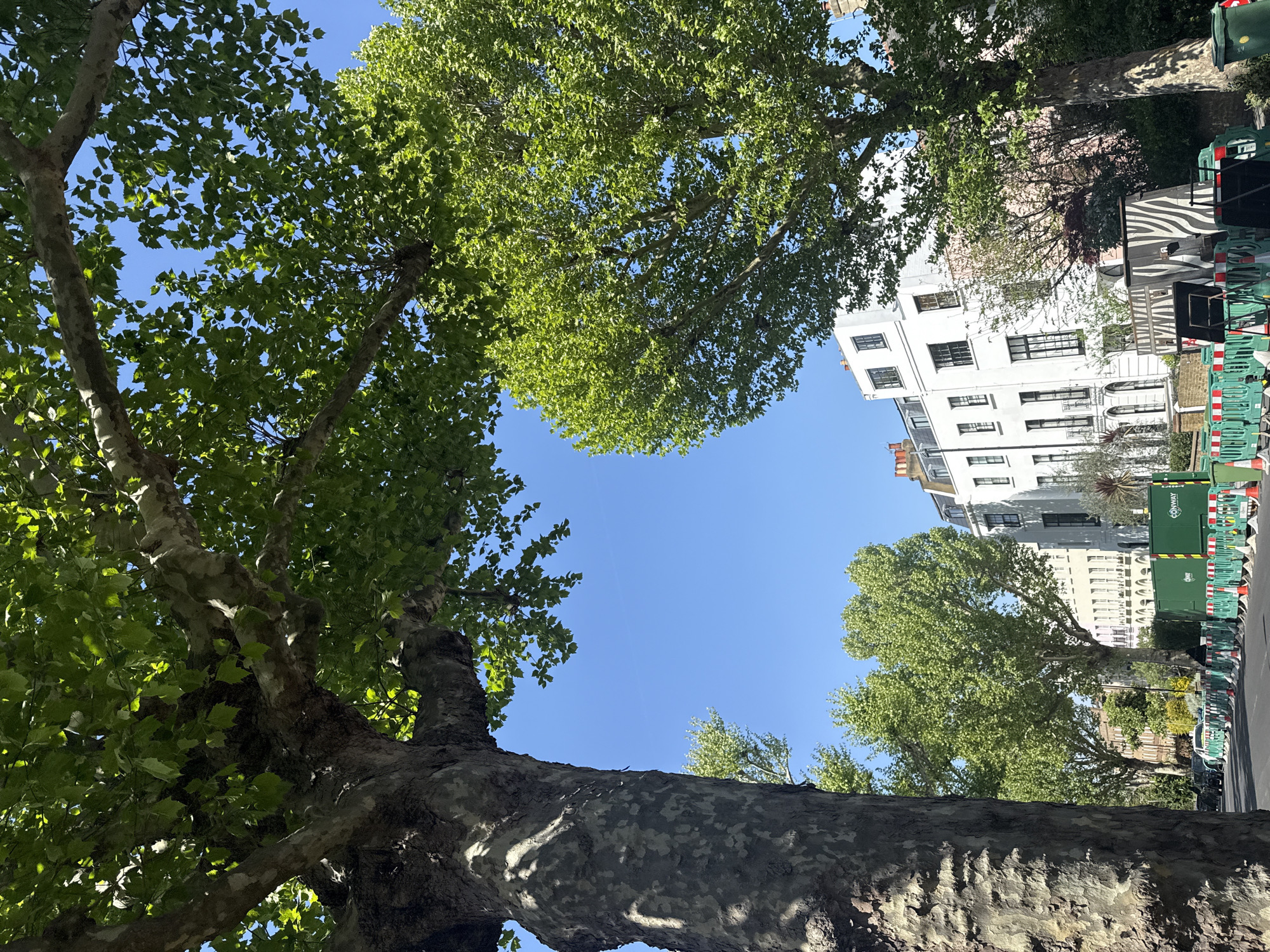 The image depicts a street scene in London, United Kingdom, viewed from a low angle, looking upwards. Two large trees frame the sky with their green leaves. The trunk of the tree on the lower left is prominent, showing a mottled bark pattern. Buildings are visible in the background, including a white apartment building. Green construction barriers line the right side of the street, along with construction equipment with "CONWAY" written on it. The sky is clear blue. There are no people visible in the image.