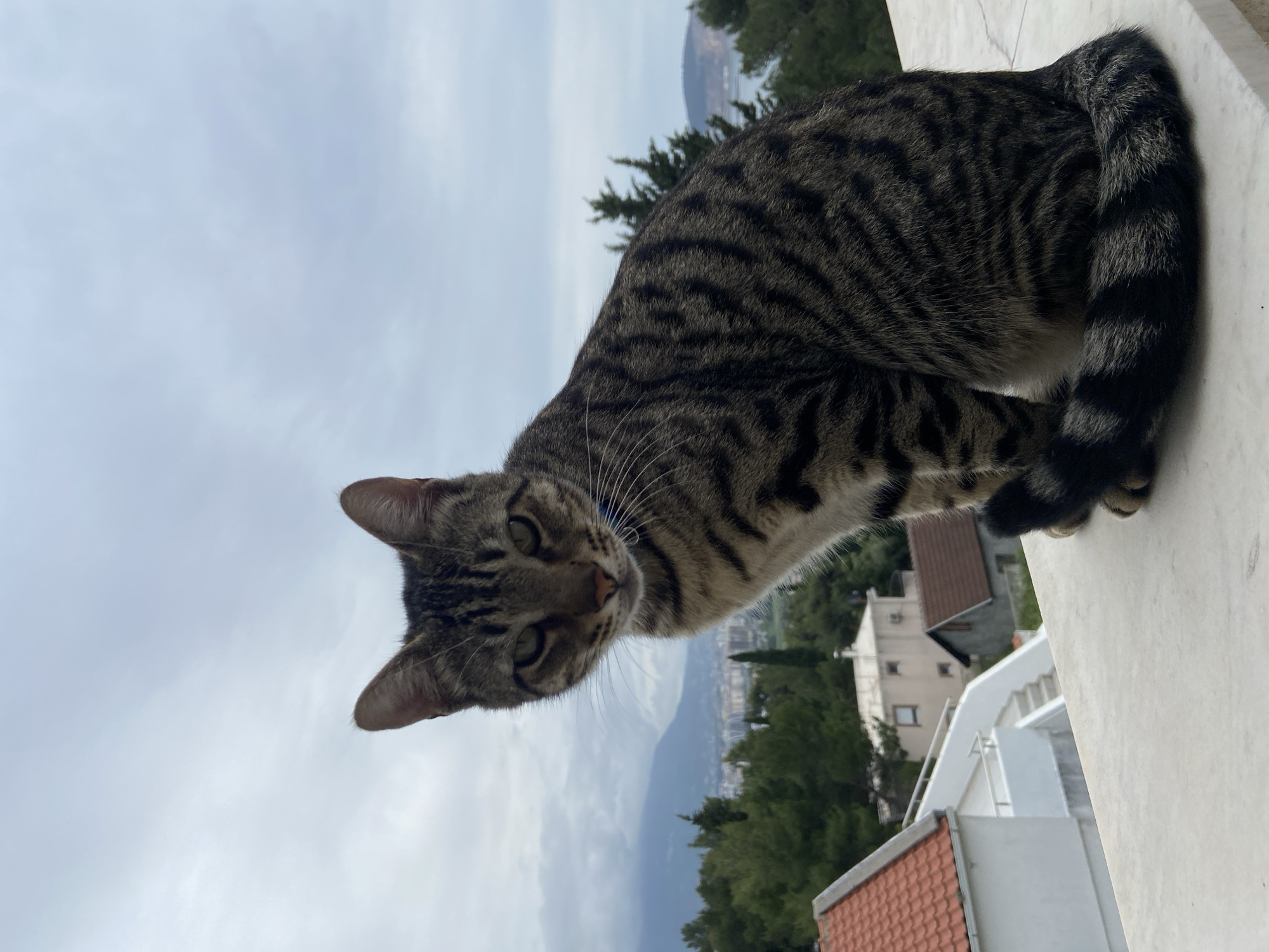 A tabby cat sits on a white wall overlooking a landscape in Šušanj, Montenegro. The cat is positioned in the upper center of the frame, with its head angled downwards. The cat has dark stripes and green eyes. In the background, there is a cityscape with buildings, trees, and mountains visible under a cloudy sky. A building with a red tiled roof is visible.
