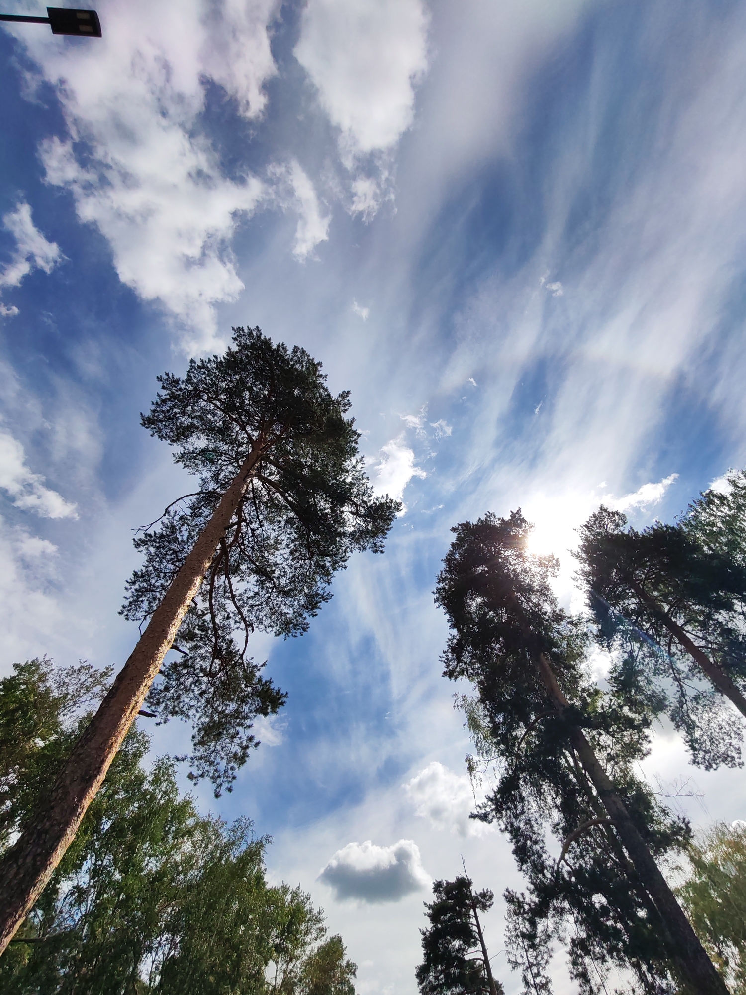 The image is a low-angle shot looking up at tall trees against a bright blue sky with scattered clouds. The sun is visible behind some of the trees, creating a lens flare effect. The trees appear to be pine trees with rough bark and dense foliage. The overall scene suggests an outdoor environment, likely a park or a forested area. The provided crops confirm the presence of trees and the sky, with one crop showing a street light fixture in the upper left corner, hinting at an urban or suburban setting. The location is identified as Izhevsk, Russia, suggesting the image was taken in a park or green space within that city. There are no people or specific actions depicted in the image; it is a still environmental shot.