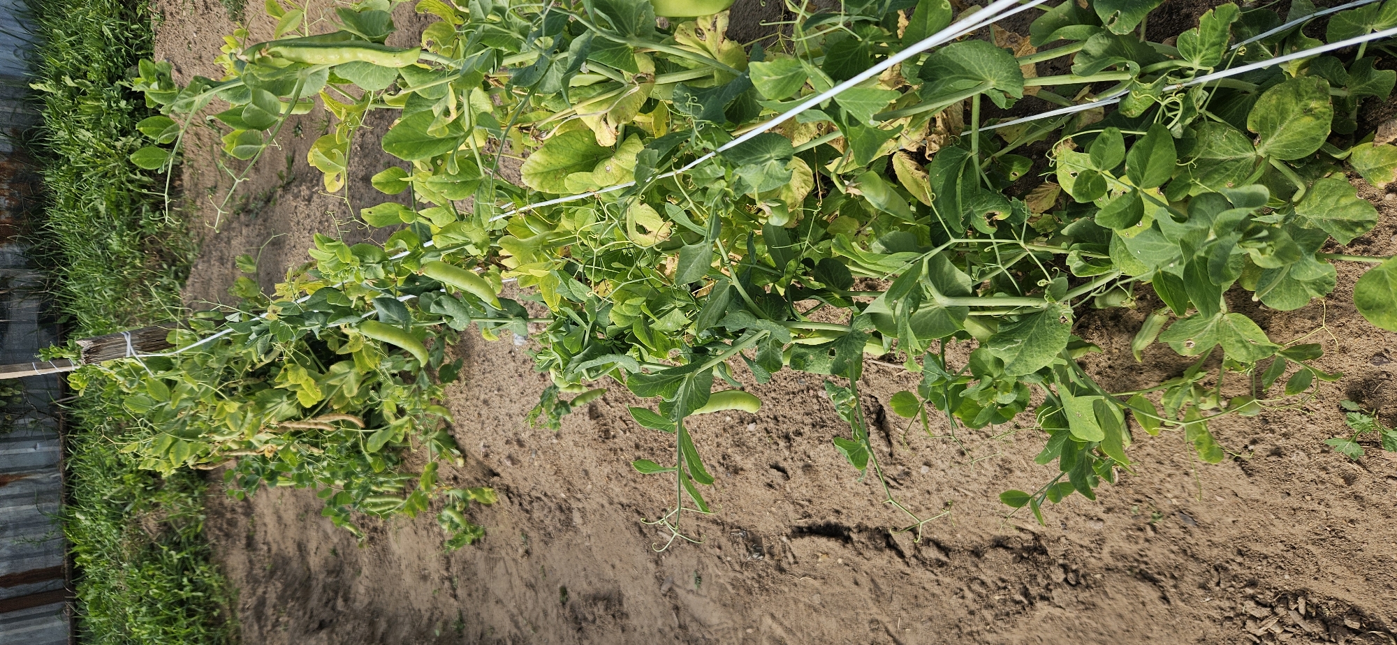 The image shows a row of pea plants growing in a garden bed with sandy soil. The plants have green leaves and some have visible pea pods. A wooden post with white twine is supporting the plants. In the background, there is a metal fence and green grass. The scene is likely outdoors in a rural or suburban area.