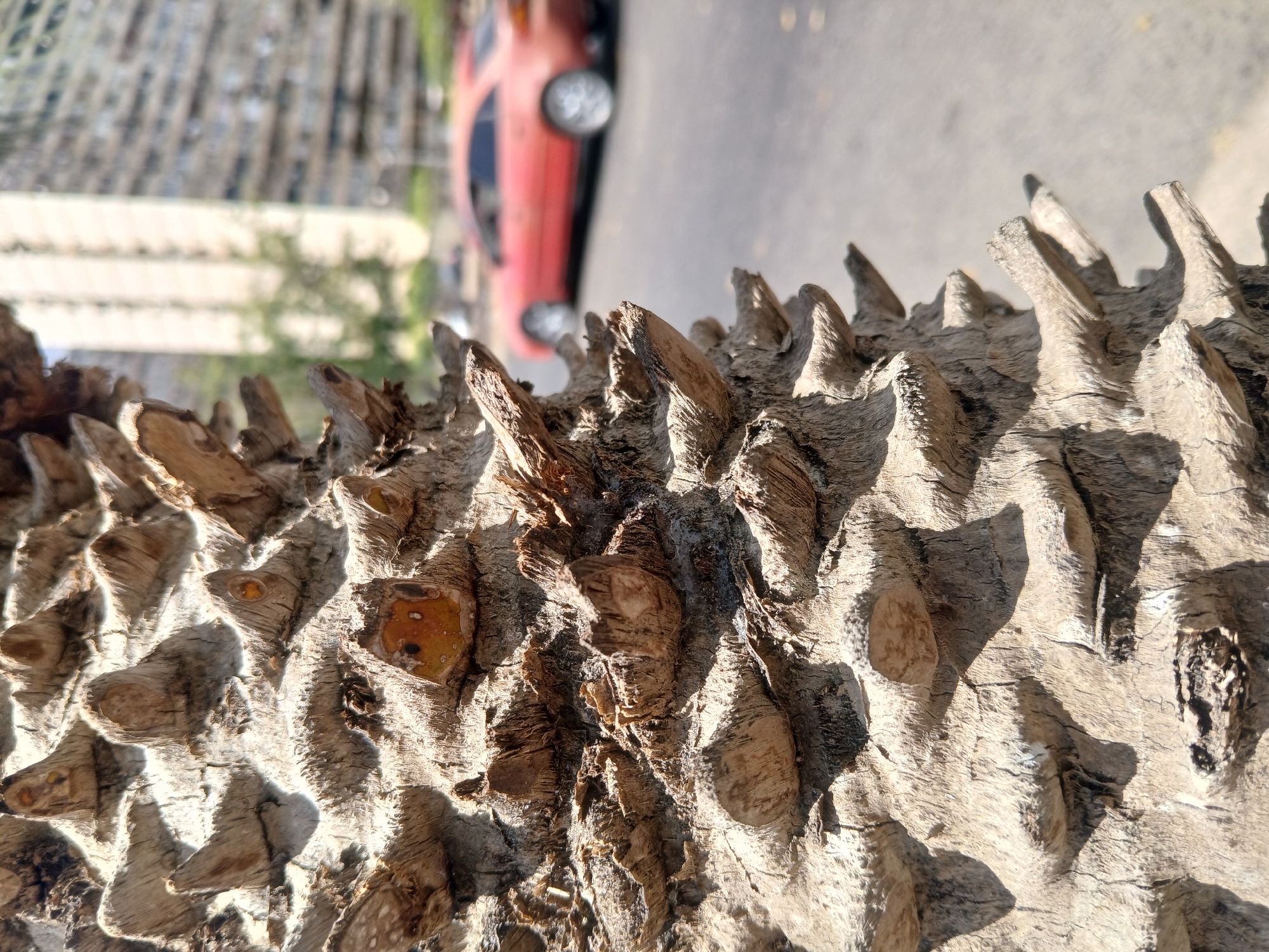 A close-up, vertically oriented photograph captures the heavily textured, thorny bark of a tree, likely a tropical species such as a Ceiba or Floss Silk Tree. The foreground is dominated by the rough, spiky surface of the trunk, which displays shades of grey, brown, and lighter, sun-bleached tones. Numerous conical protrusions, or thorns, cast sharp shadows, highlighting the rugged, three-dimensional nature of the bark. Patches of yellowish-orange discoloration, possibly sap or damaged wood, are visible within the crevices.
In the blurred background, a red car is visible on an asphalt road, indicating an urban or suburban setting. Beyond the car, indistinct buildings or structures can be vaguely seen, further suggesting a populated area. Some faint green foliage is also present in the soft-focus background.
The image is taken under bright, sunny conditions, evidenced by the strong contrast and distinct shadows cast by the bark's features. No specific activities or people are depicted. There is no visible text in the image. The scene conveys an outdoor environment in what appears to be a sunny day in Ciudad Guayana, Venezuela.