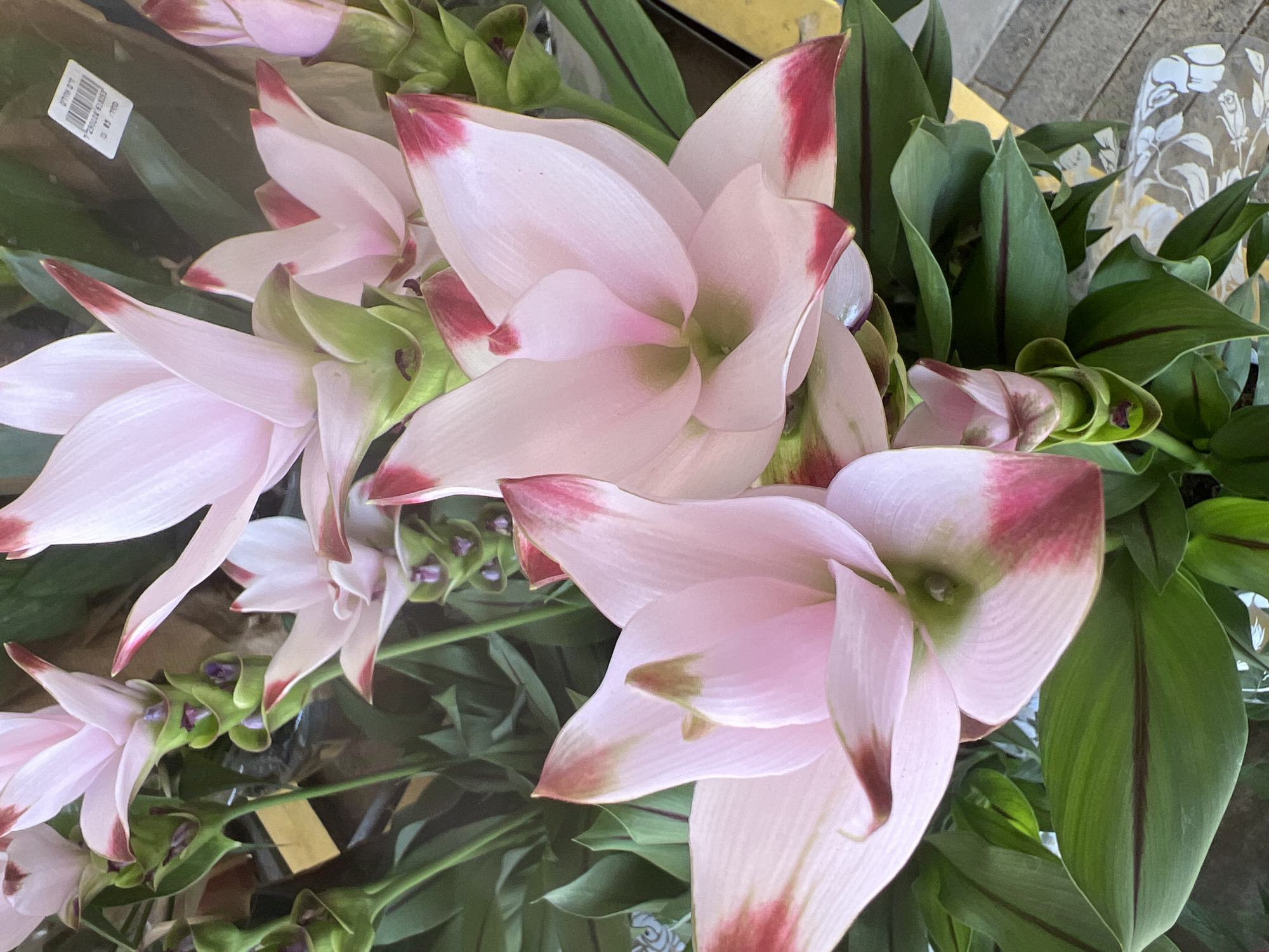 This is a close-up, slightly overhead shot of a cluster of pink and white Siam tulips. The flowers are in various stages of bloom, with delicate pink petals edged in a darker pink or crimson. They are supported by green stems and surrounded by lush green leaves, some of which have dark red veins. In the background, there is a hint of a yellow surface and a glimpse of a label with Hebrew text. The overall impression is one of natural beauty, likely from a flower shop or garden. The specific location in Hof HaCarmel Regional Council, Israel, is not discernible from the image itself, as it is a generic botanical arrangement.