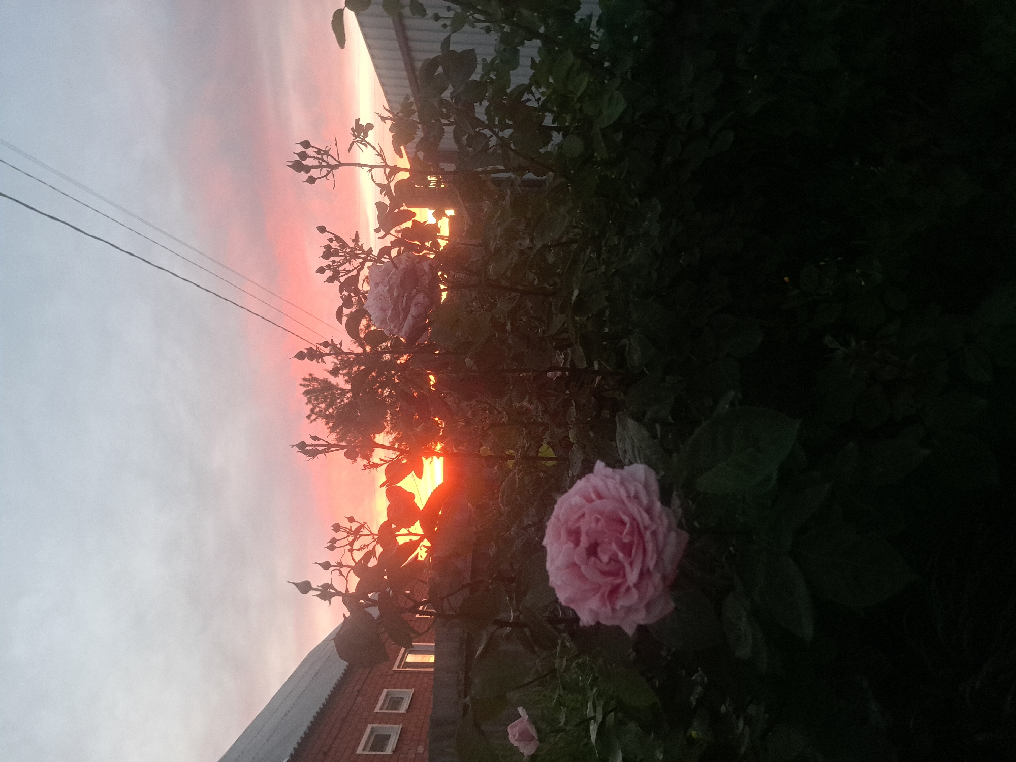 The image depicts an outdoor garden scene at either sunrise or sunset in Leningradskaya, Russia. The sky transitions from a light gray-blue at the top to a vibrant orange-red at the horizon, where a bright light source, presumably the sun, is partially obscured by dense foliage. Three parallel dark utility lines traverse the upper-left sky. In the foreground and midground, dense, dark green foliage, primarily rose bushes, dominates the lower half of the frame. A large, light pink rose in full bloom is prominently positioned in the lower-middle foreground, with its petals clearly visible. A smaller, lighter pink rose is visible to the left. Numerous dark silhouettes of rose buds and branches are visible against the bright sky in the upper-middle and upper-right sections. On the left, a reddish-brown brick building with a gray corrugated metal roof and two small, white-framed windows is partially visible. A light gray corrugated metal fence is partially visible on the far right. No people are present.