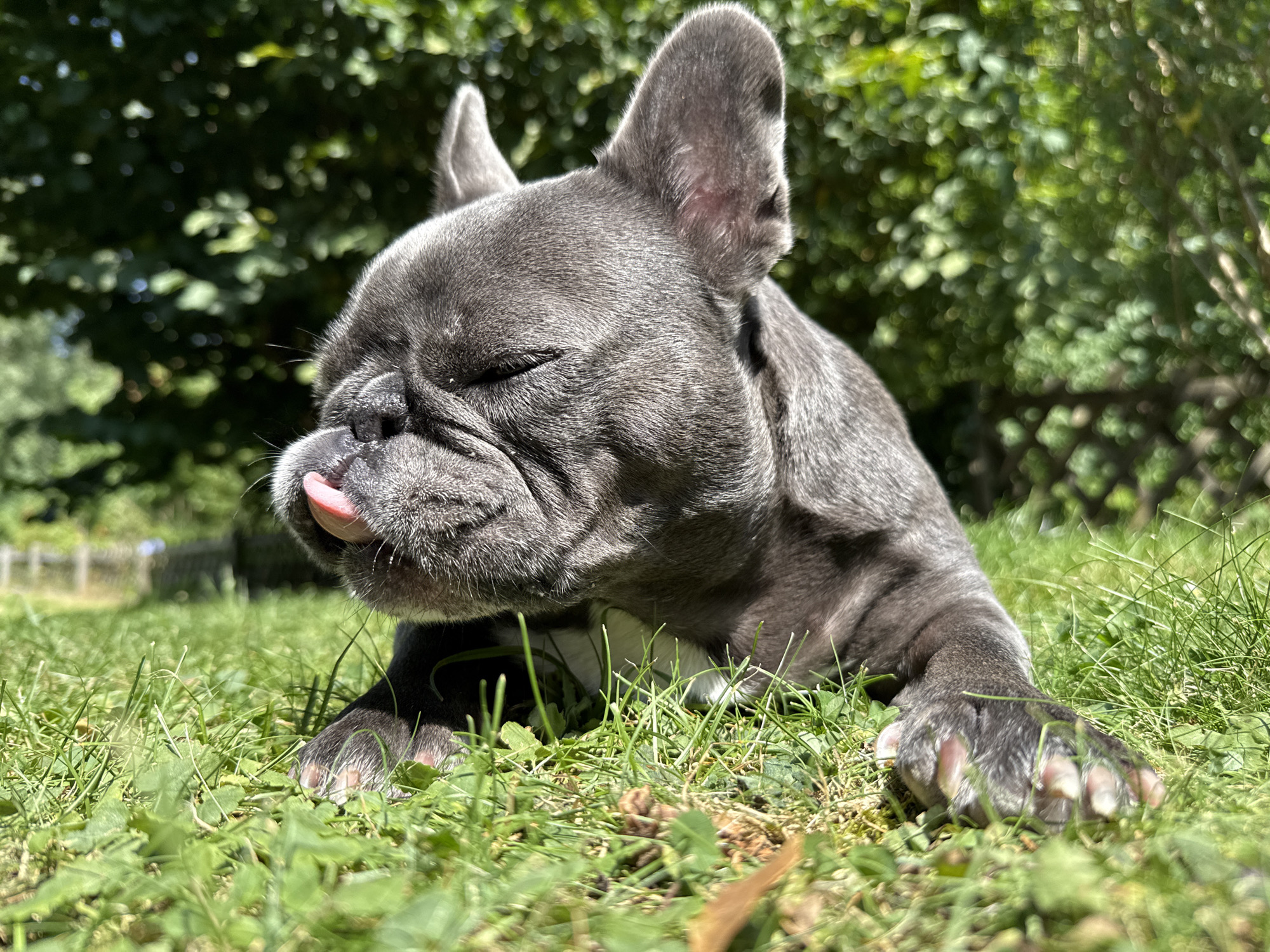 A gray French bulldog is lying in lush green grass on a sunny day. The dog's eyes are closed, and its pink tongue is slightly sticking out. The background is blurred with green trees and foliage, suggesting an outdoor setting. There is no indication of the city of Bad Sachsa, Germany, in the image.