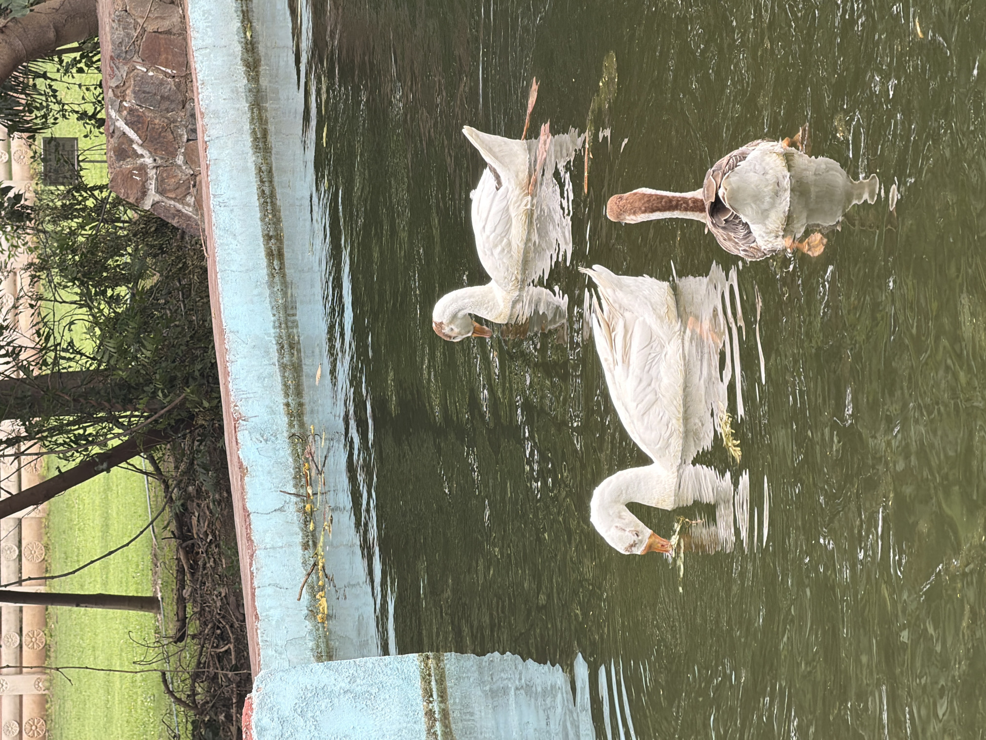 A body of water with a concrete and stone-lined edge contains three geese. One goose, white with brown markings on its head and neck, swims in the foreground facing away from the camera. Its tail feathers are fanned out, and its reflection is visible in the murky water. To its left, a white goose with brown markings on its head dips its beak into the water, appearing to eat. Further back and to the right, another white goose swims with its head down, also seemingly foraging. The water is a dark green color, and scattered leaves and debris float on the surface. The background shows a grassy area with trees and a decorative stone wall. The location is the Delhi Zoo.