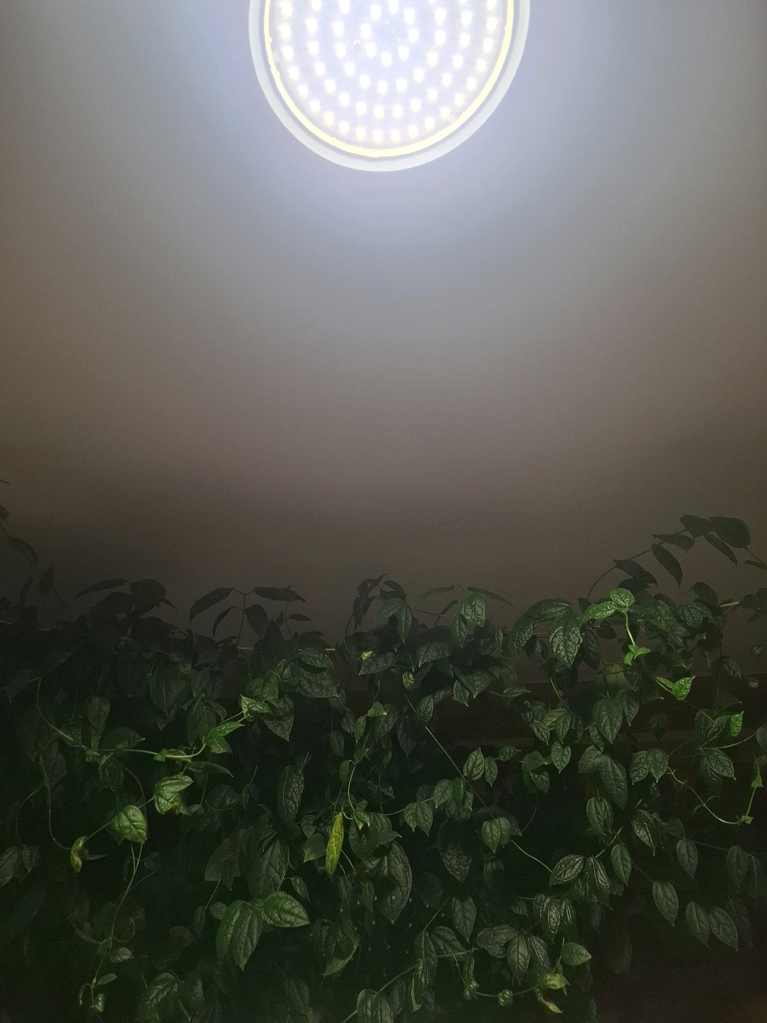 The image shows a ceiling light and a wall covered with green leafy plants. The ceiling light is circular and emits a bright white light. The plants are lush and green, with many leaves and vines. The lighting in the scene is dim, except for the bright light from the ceiling fixture, which creates a contrast between the illuminated upper portion of the scene and the darker, plant-covered lower portion. The scene appears to be indoors, possibly in a home or a greenhouse. There are no people or animals visible in the image. The specific location in the city of Tyumen, Russia, cannot be determined from the image alone.