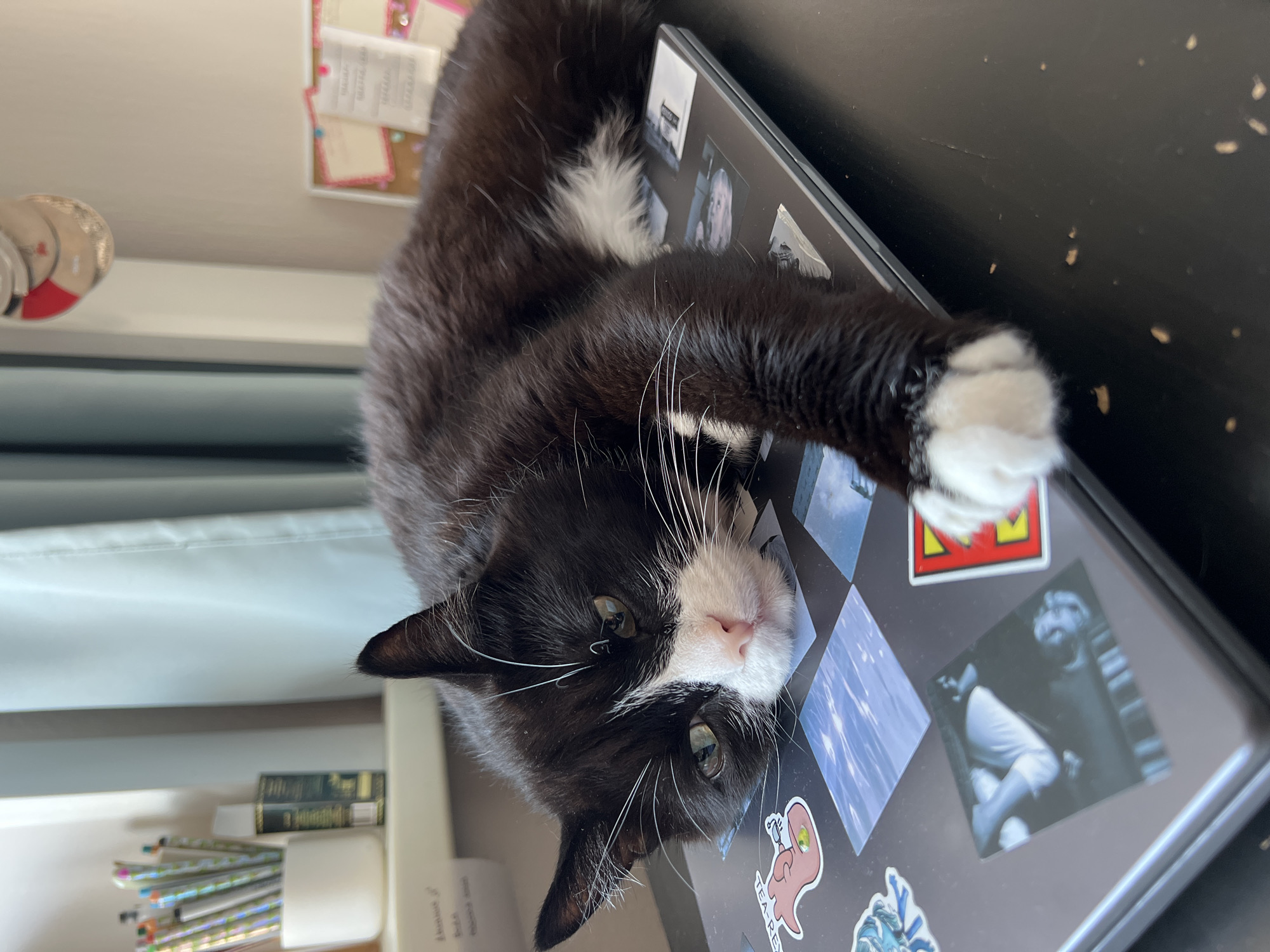 A black and white cat is lying on a laptop, which is on a desk. The cat is resting its head on the laptop, with its eyes partially closed. The laptop has several stickers on it. In the background, there is a desk with pens and papers. A curtain is visible behind the desk. The scene appears to be indoors. The specific location of Novosibirsk, Russia cannot be determined from the image.