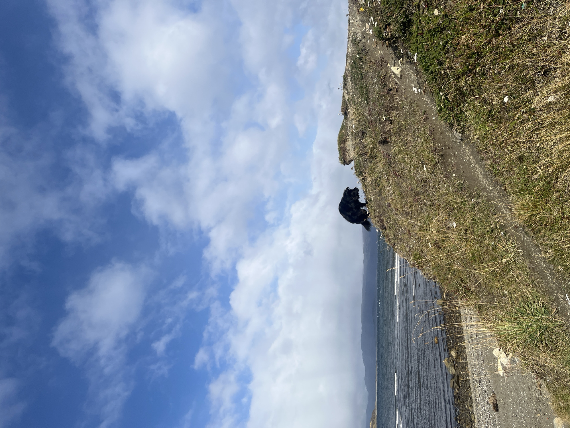 The photograph is taken outdoors, depicting a shoreline scene near Ushuaia, Argentina. The sky occupies a significant portion of the image, displaying a vibrant blue color with scattered white clouds. A dark-colored dog stands at the edge of a grassy embankment, looking out towards the body of water. The embankment is covered in grass and some weeds, with a path running along the edge. The body of water has some small waves and is separated by a low mountainous area on the horizon, giving the impression of a bay or sea. The image is oriented vertically.