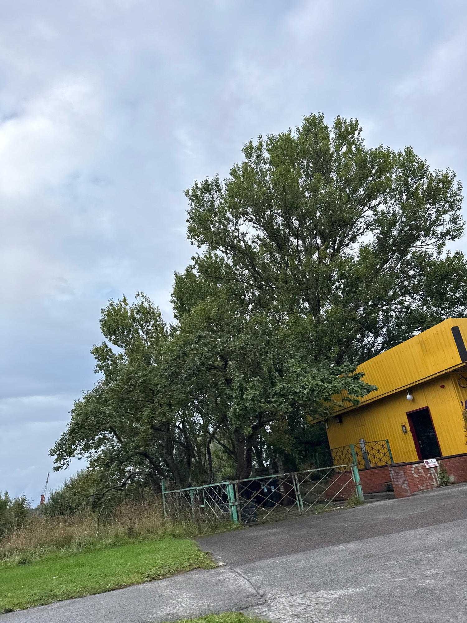 The image depicts a section of a yellow building with a corrugated metal exterior, featuring a dark-colored door and a small window. Adjacent to the building is a short brick wall and a metal fence with a diamond pattern. A large, mature tree with dense green foliage dominates the left side of the frame, its branches extending over the building. In the foreground, a paved surface, possibly a road or pathway, transitions into a grassy area. The background shows a landscape with more trees and vegetation, and in the far distance, a red crane suggests industrial activity. The sky is overcast with gray clouds. The image appears to be taken in Tallinn, Estonia, given the presence of industrial elements and the architectural style. There are no people or animals visible in the scene, and no specific actions or interactions are taking place.