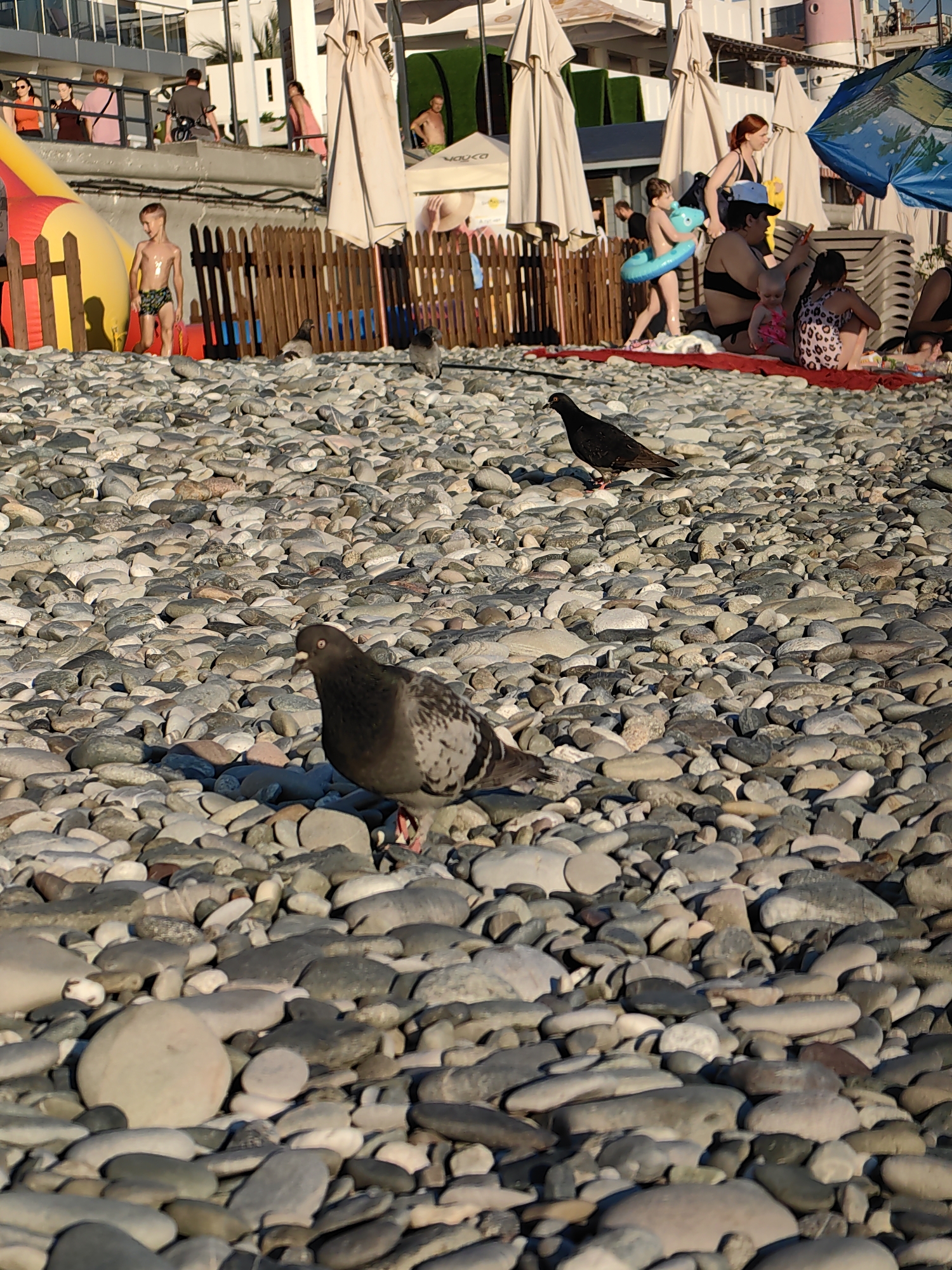 This media file depicts a busy beach scene in Sochi, Russia. Several people are visible, including children and adults, enjoying a sunny day. A young boy in swim trunks stands on a pebbled beach near a colorful inflatable toy. In the background, adults are seen socializing and relaxing under umbrellas. The presence of beach umbrellas and lounge chairs suggests a typical summer vacation atmosphere.
The foreground is dominated by the textured surface of a pebble beach, with several pigeons foraging among the stones. One pigeon is particularly prominent, captured in sharp focus as it pecks at the ground. Another pigeon is visible further back, near a group of people sitting on blankets.
The time of day appears to be late afternoon, judging by the warm, angled sunlight casting shadows across the beach. The weather is clear and bright, ideal for outdoor activities.
There are no clearly visible text elements in the provided image. The overall mood is one of casual relaxation and enjoyment of a summer day by the sea.