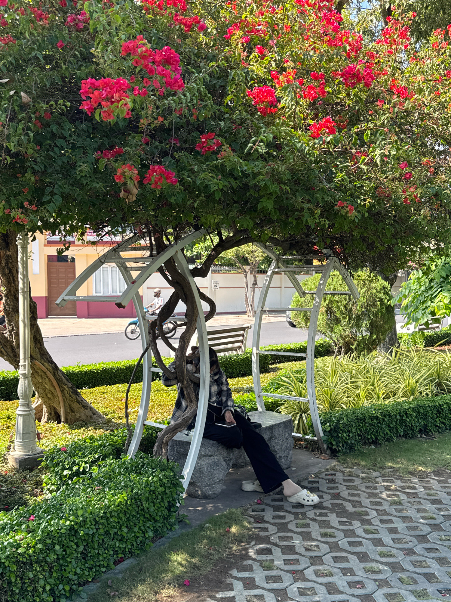 A person wearing a plaid shirt and black pants sits on a stone bench under a bougainvillea tree in Nha Trang, Vietnam. The bougainvillea is in full bloom with bright pink flowers. The person is looking down at their phone. A motorcycle is visible in the background, passing on a paved street. The scene is set in a garden with manicured bushes and trees. The ground is covered with interlocking concrete pavers and grass.