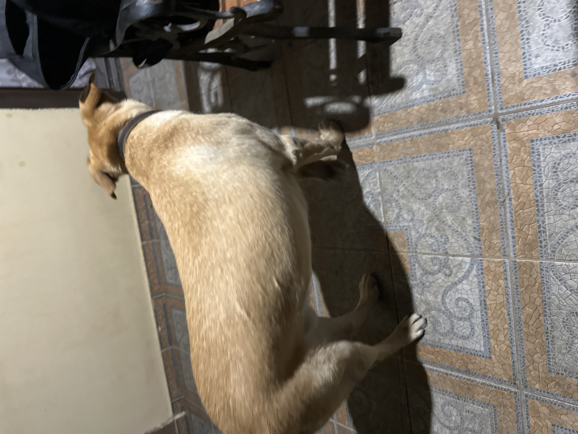 A light brown dog is standing on a tiled floor indoors, with its back to the camera. The dog is facing towards the right side of the frame. The floor tiles are a mosaic of beige, gray, and brown squares with intricate patterns. A wall, painted a light cream color, is visible in the background on the left. To the right, part of a dark-colored object, possibly a piece of furniture, is visible, casting a shadow on the floor. The lighting suggests an indoor environment, possibly at night or with low ambient light. The image does not contain any specific details that would allow for the identification of the city as Sochi, Russia.