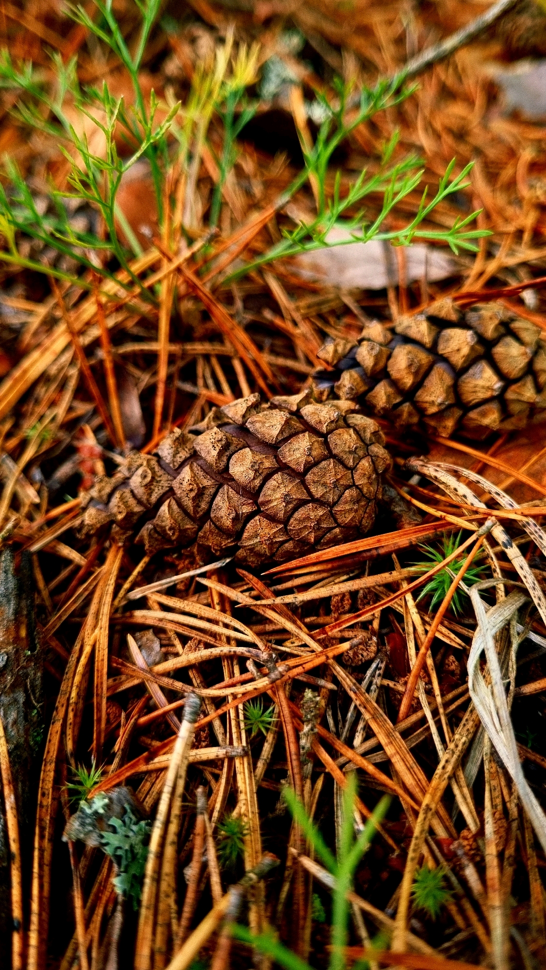 The image depicts a close-up view of pinecones and pine needles on the forest floor. The pinecones are brown and textured, with visible scales. Pine needles, a mix of green and dried orange and brown, are scattered throughout the scene. Small green sprigs of vegetation and patches of lichen are also visible. The background is blurred, suggesting a shallow depth of field, and the overall impression is one of a natural forest environment. There are no people or any indications of urban structures. The specific location in the city of Vysokoe, Russia, is not identifiable from the visual information provided in the image.