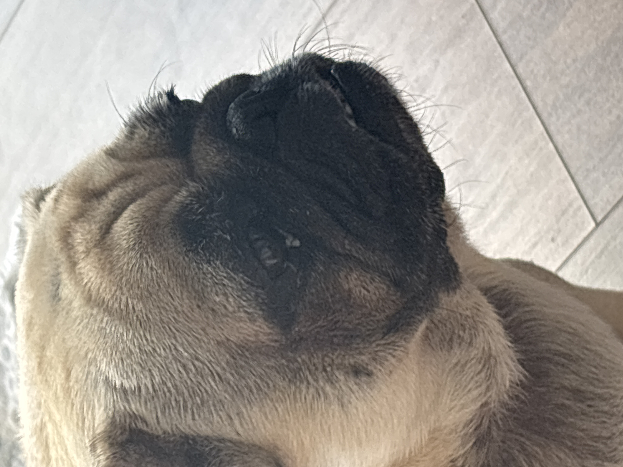 A close-up, side profile shot shows the head and upper body of a fawn-colored pug. The pug's face is black, with visible wrinkles and a slightly moist snout. Its fur is short and appears to be a light tan color with darker markings around its face and ears. The background is out of focus and appears to be a light-colored, tiled floor. No people or other animals are visible. The lighting suggests an indoor environment.