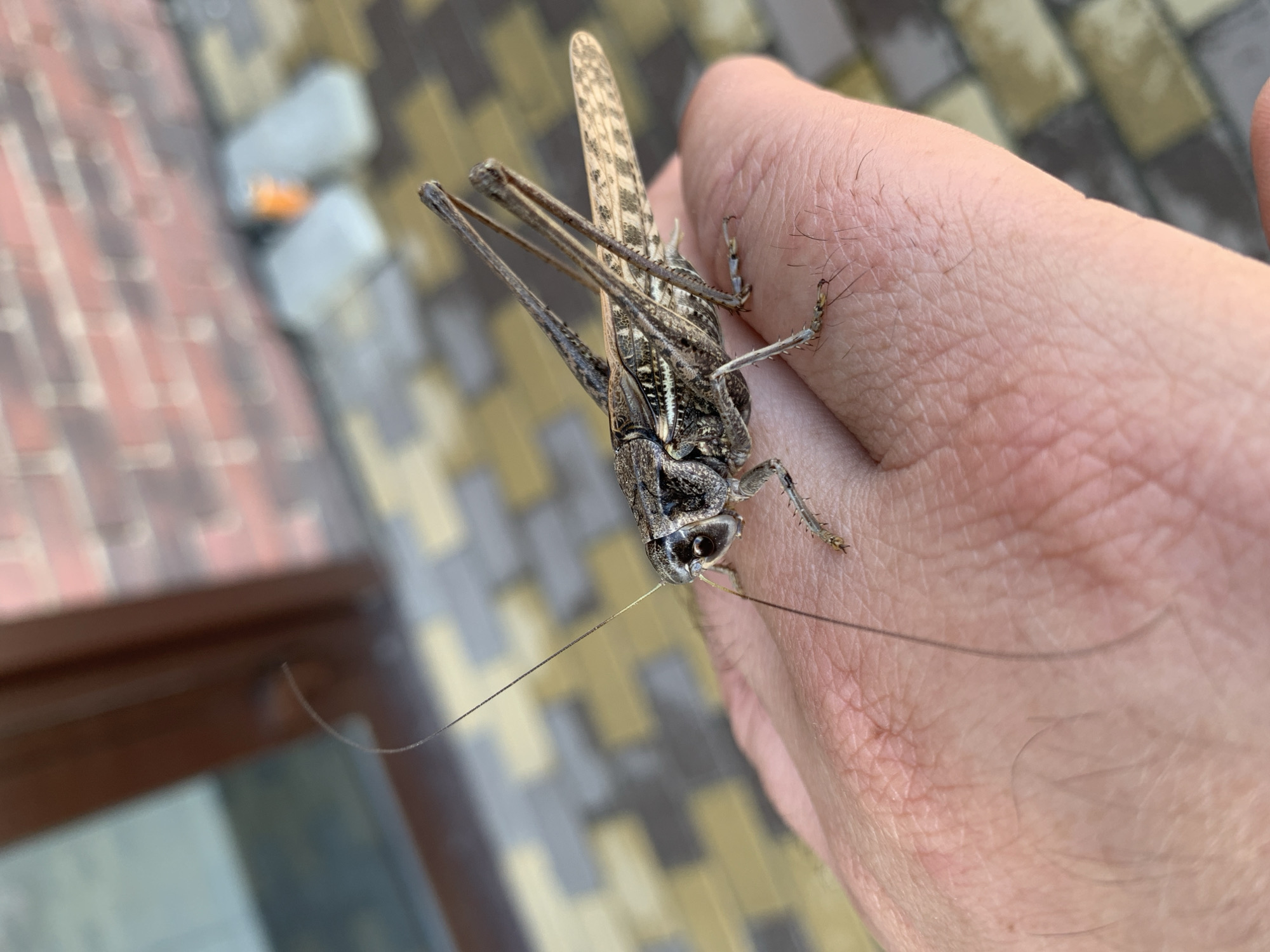 A close-up, high-angle shot shows a large, brown, camouflaged grasshopper perched on a person's hand. The grasshopper is positioned diagonally across the frame, with its head facing left and its body extending towards the right. Its long antennae are clearly visible, stretching forward. The hand, with visible pores and fine hairs, fills the lower portion of the image. In the background, a paved walkway with interlocking beige and gray stones transitions to a brick wall and a wooden doorframe, suggesting an outdoor urban or suburban setting in Kropotkin, Russia. The lighting is natural and overcast.