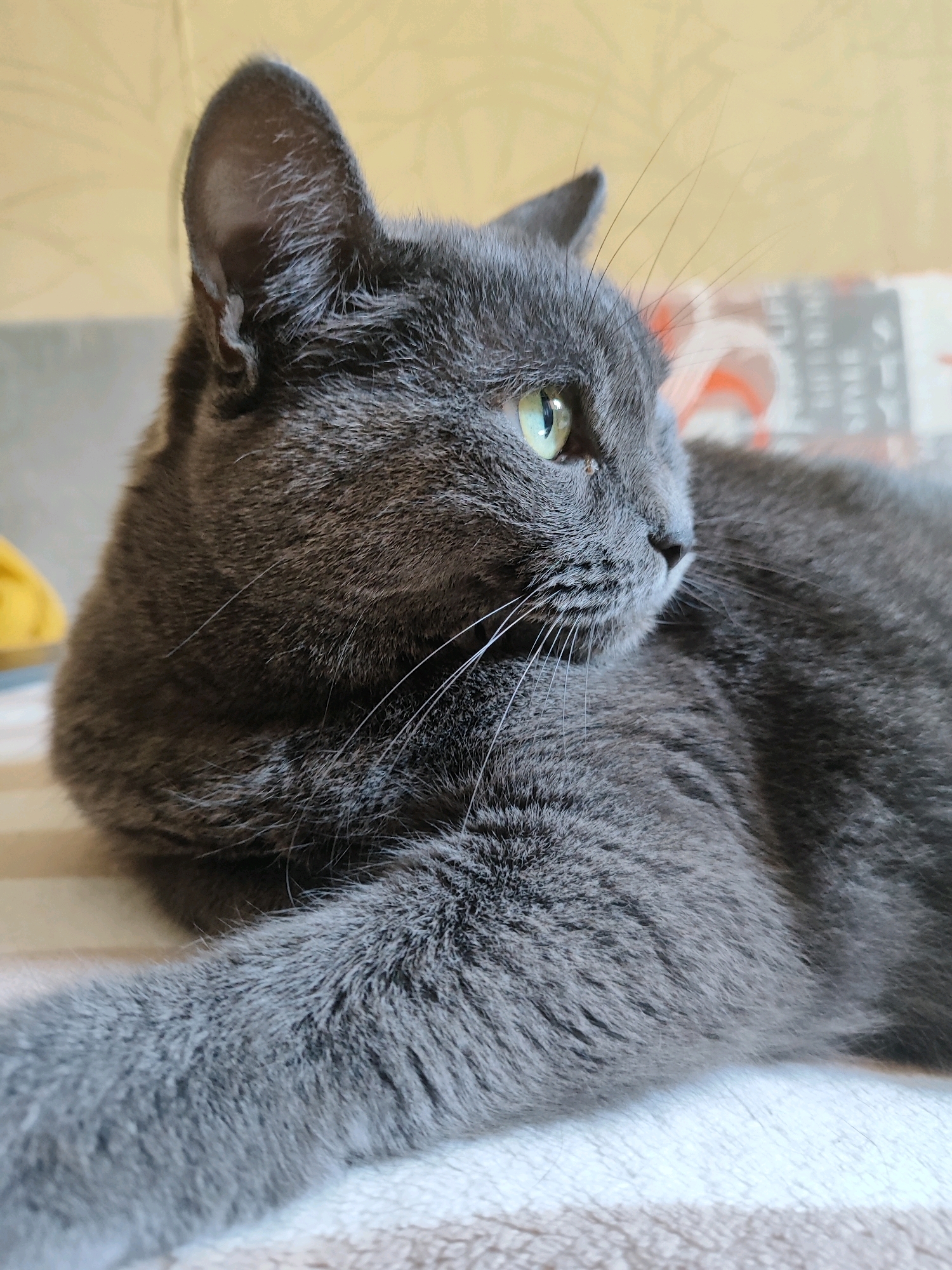 A close-up, side-profile shot captures a grey cat lying down, with its head turned to the right, looking off into the distance. The cat's fur is short and dense, with distinct whiskers fanning out from its muzzle. Its large, alert green eyes are partially visible. The background is a blurred interior, featuring a yellow-toned wall with a subtle pattern and a sofa with a patterned textile. The image is a static, indoor scene. There is no indication of the location being Pavlodar, Kazakhstan.